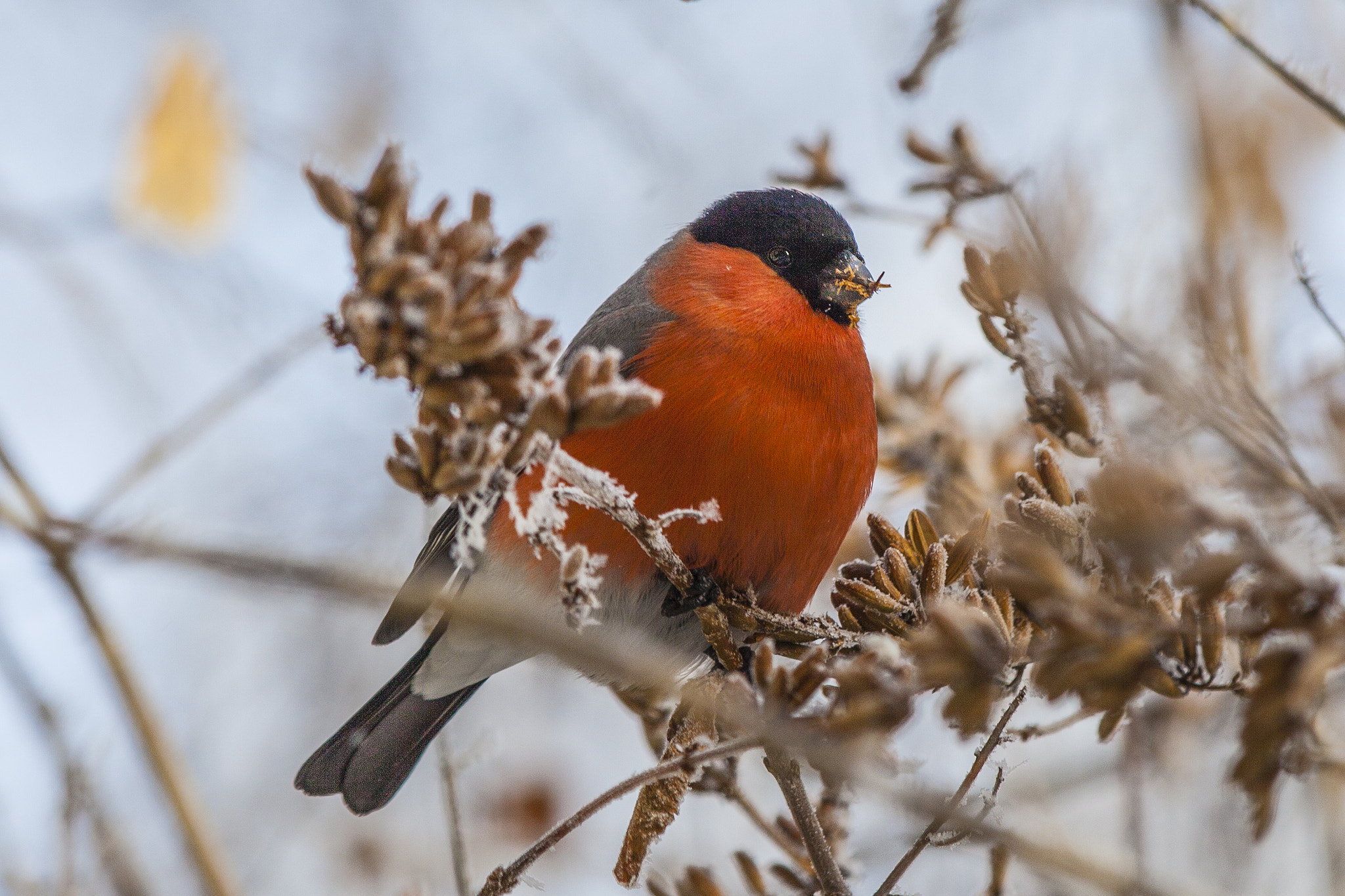 Canon EF 80-200mm f/2.8L sample photo. Bullfinch (male) photography