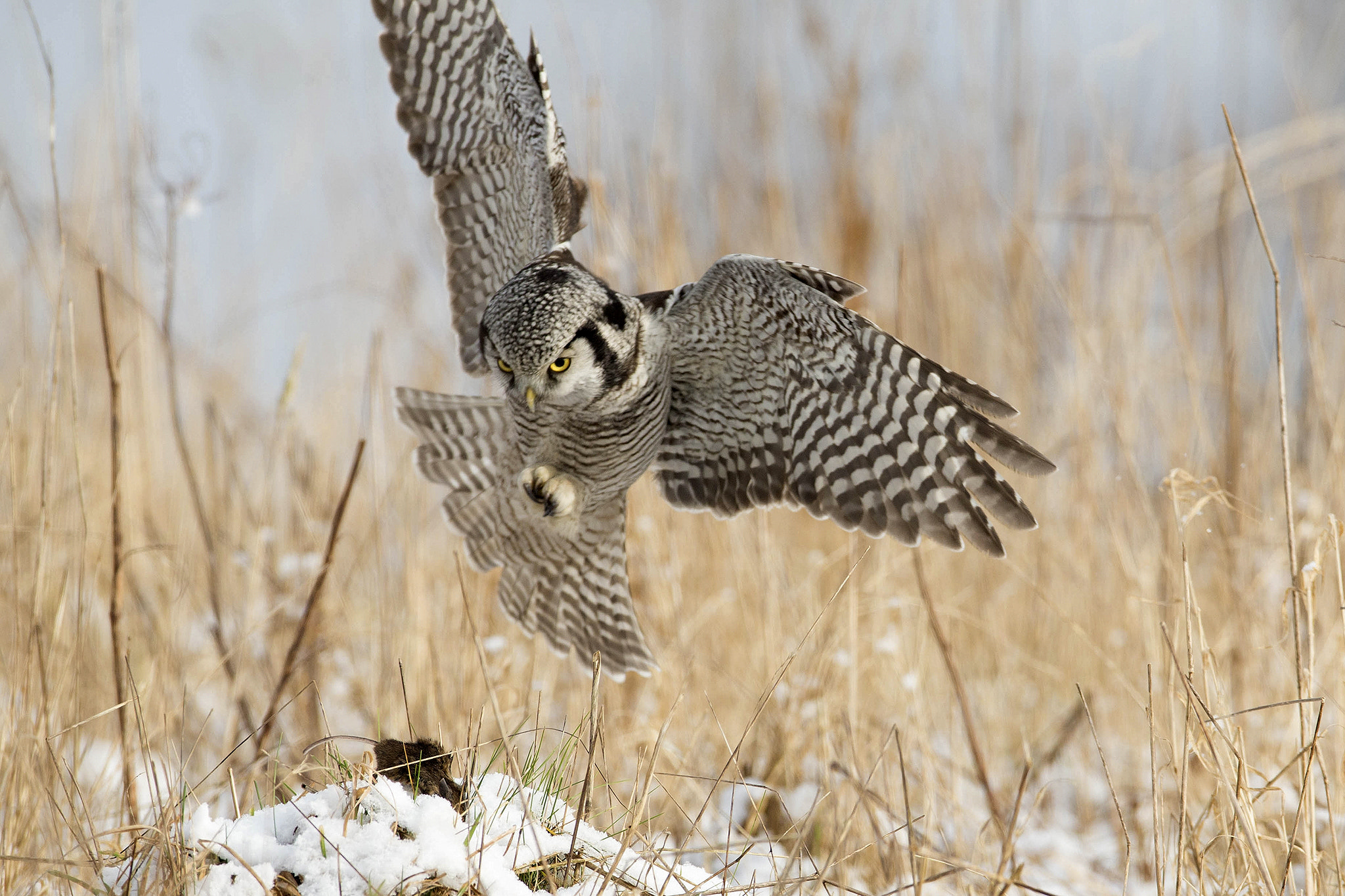Canon EOS-1D X + Canon EF 600mm f/4L IS sample photo. Northern hawk owl photography