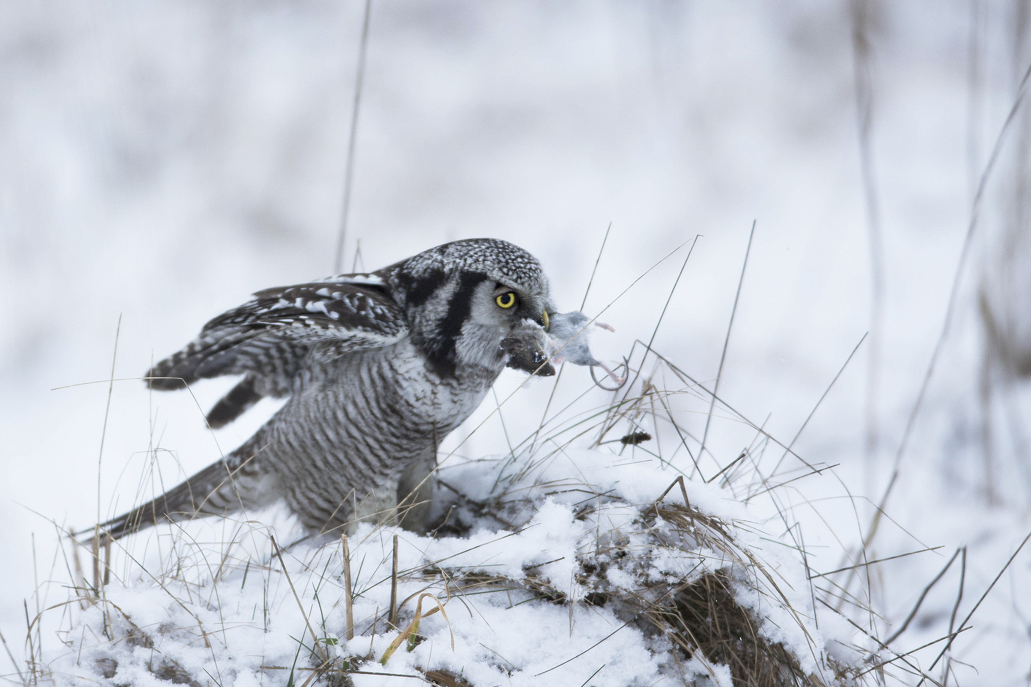 Canon EOS-1D X + Canon EF 600mm f/4L IS sample photo. Northern hawk owl photography