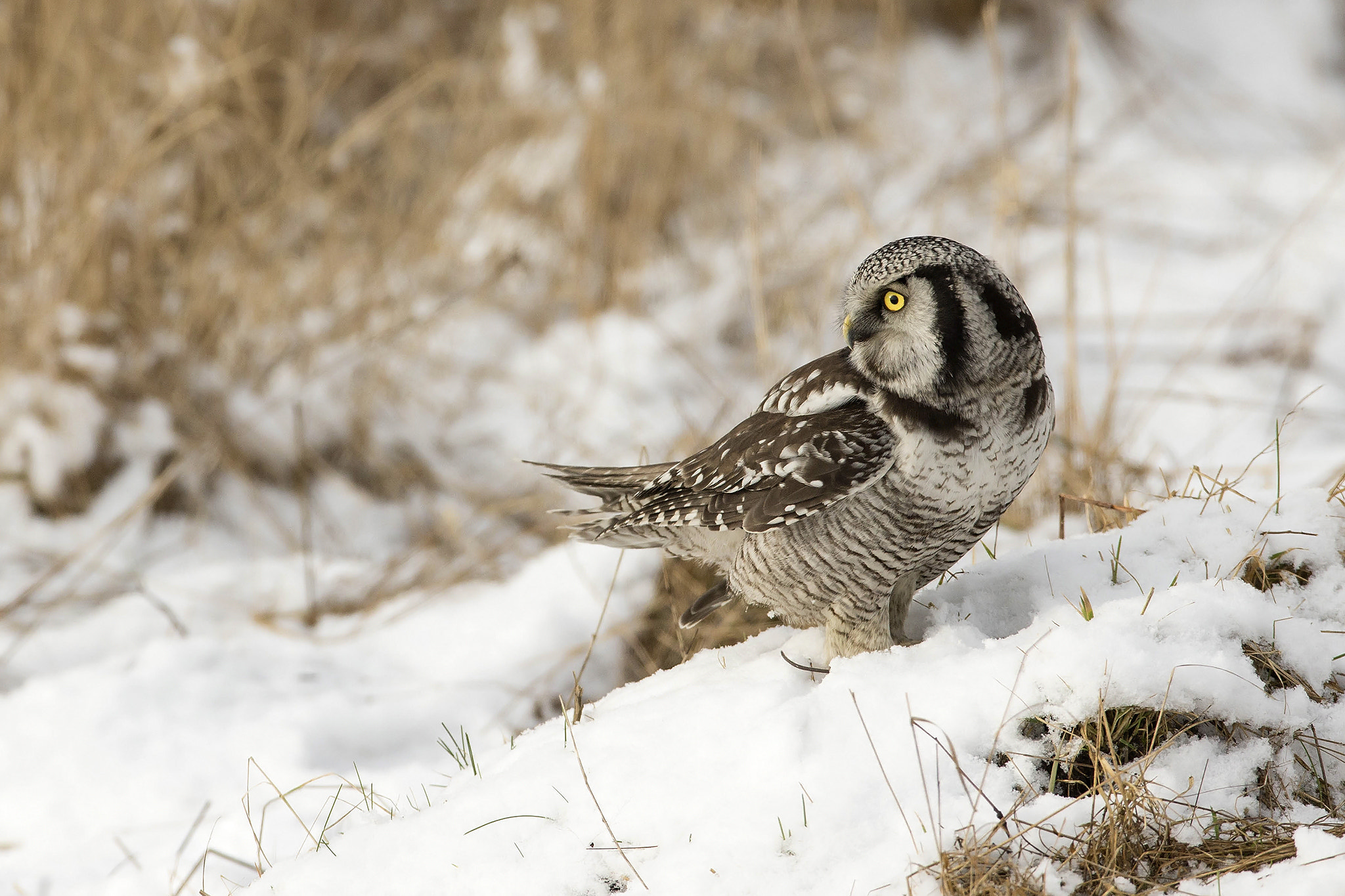 Canon EOS-1D X + Canon EF 600mm f/4L IS sample photo. Northern hawk owl photography