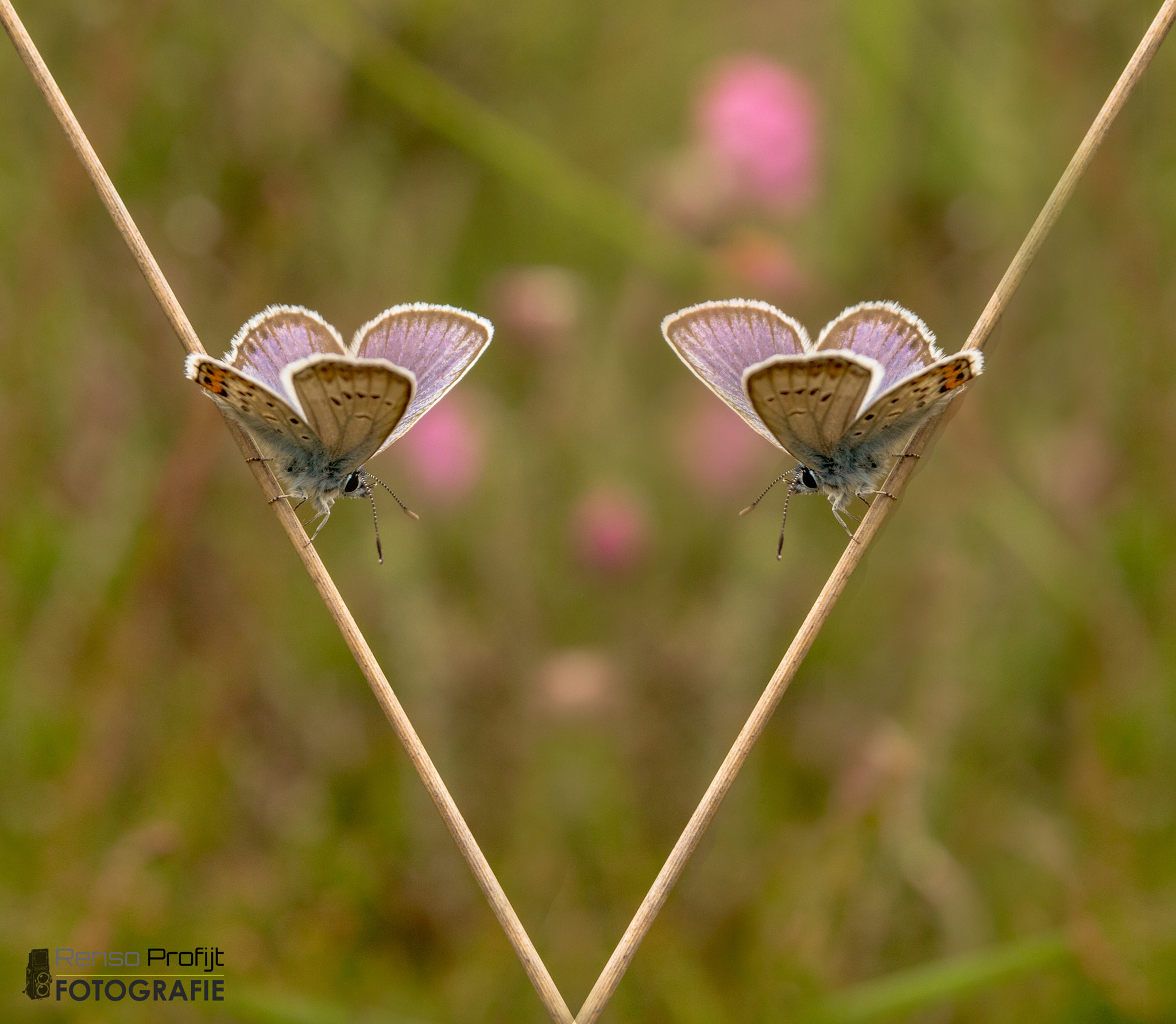 Sigma 17-70mm F2.8-4 DC Macro OS HSM sample photo. Mirror butterfly`s photography