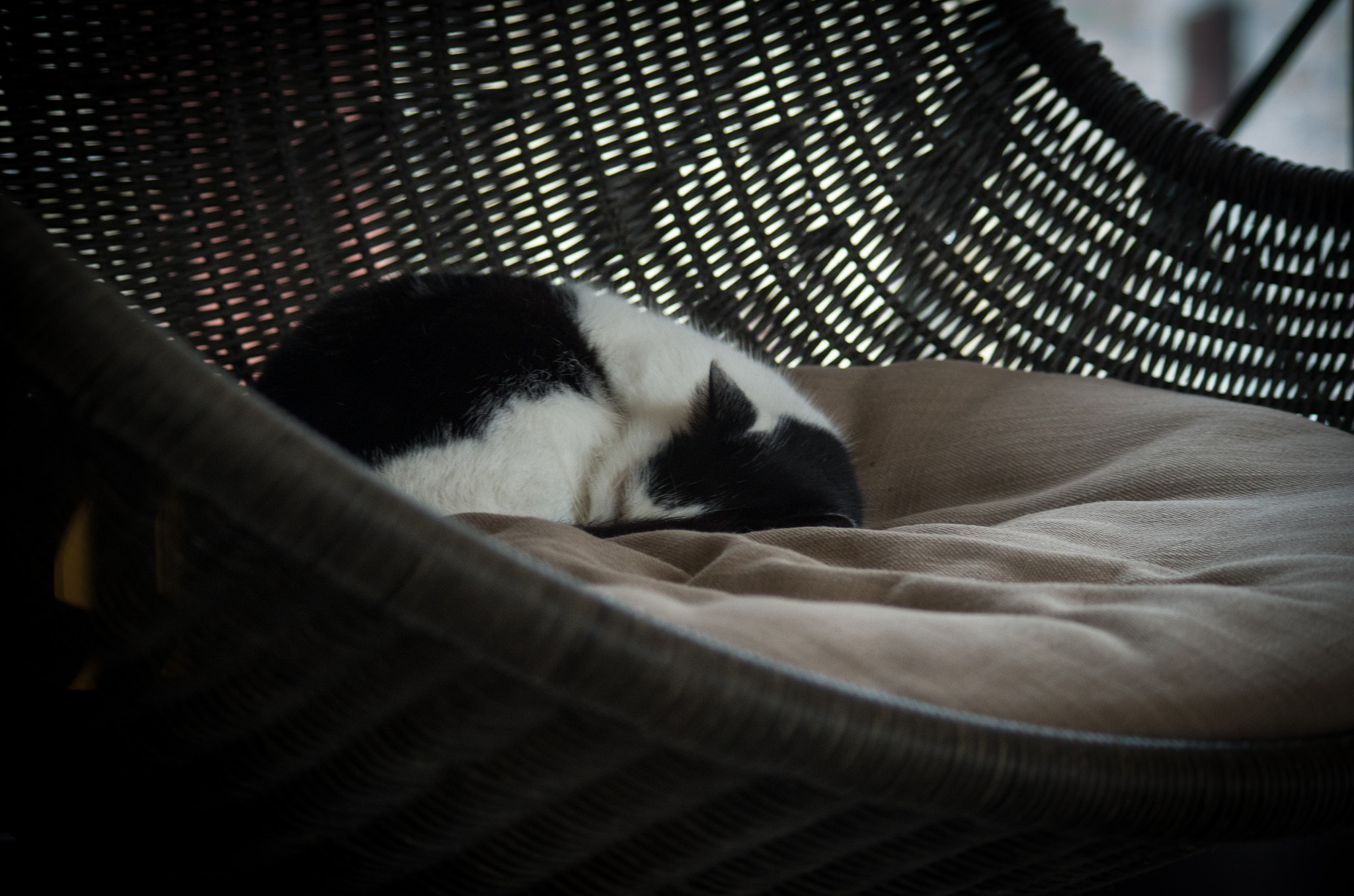 smc PENTAX-DA L 55-300mm F4-5.8 ED sample photo. Sleeping beauty photography