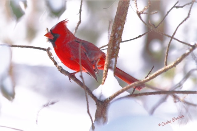 Canon EF 70-300mm F4-5.6 IS USM sample photo. Did you say something? photography