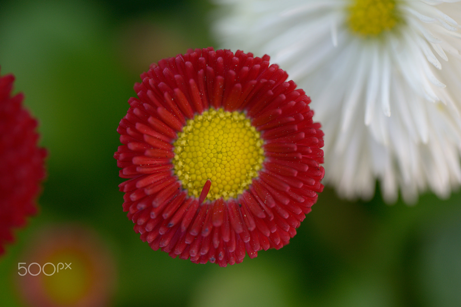 Nikon D800E + Tamron SP 90mm F2.8 Di VC USD 1:1 Macro (F004) sample photo. Red and yellow photography