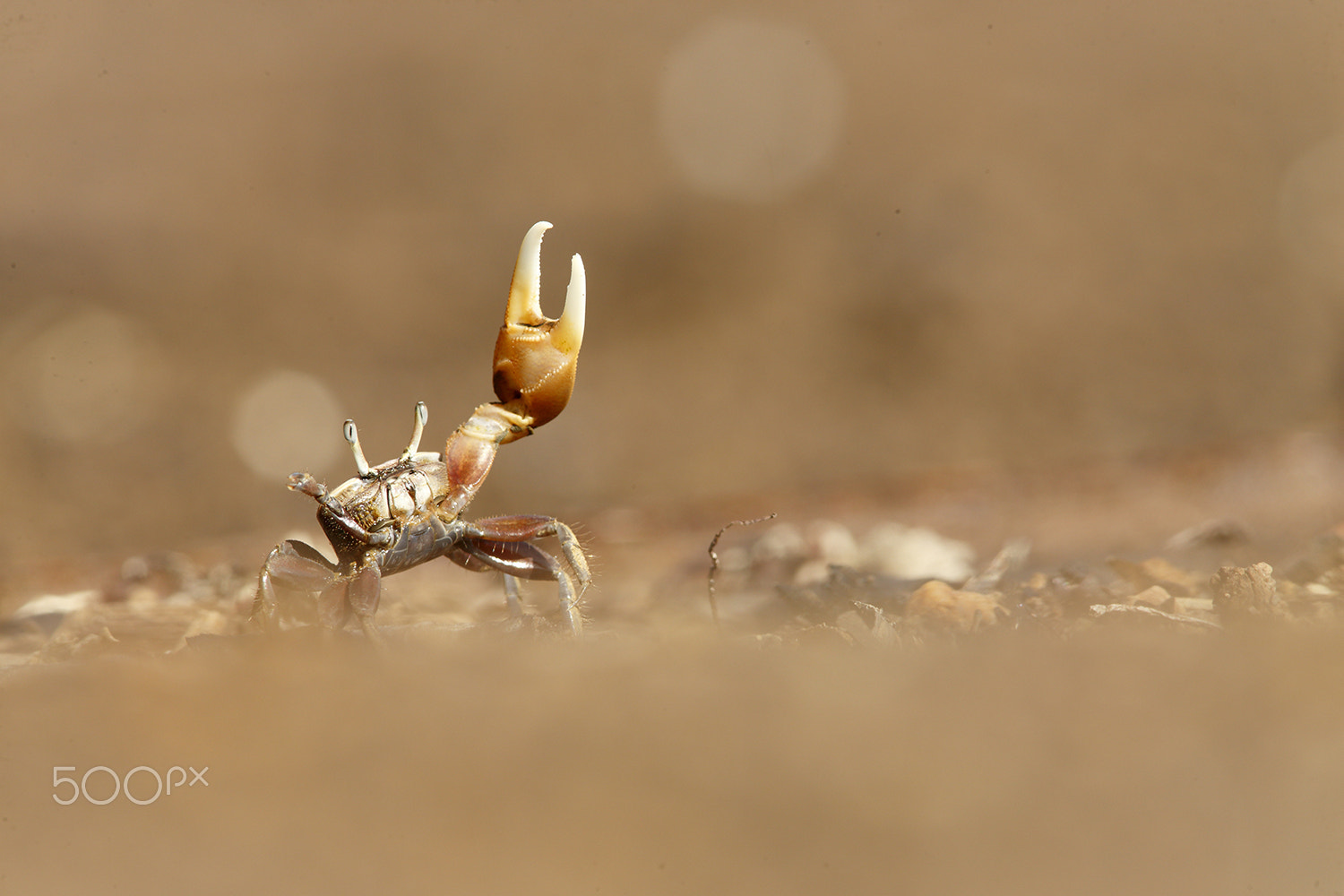 Canon EF 300mm F4L IS USM sample photo. To walk crabwise photography