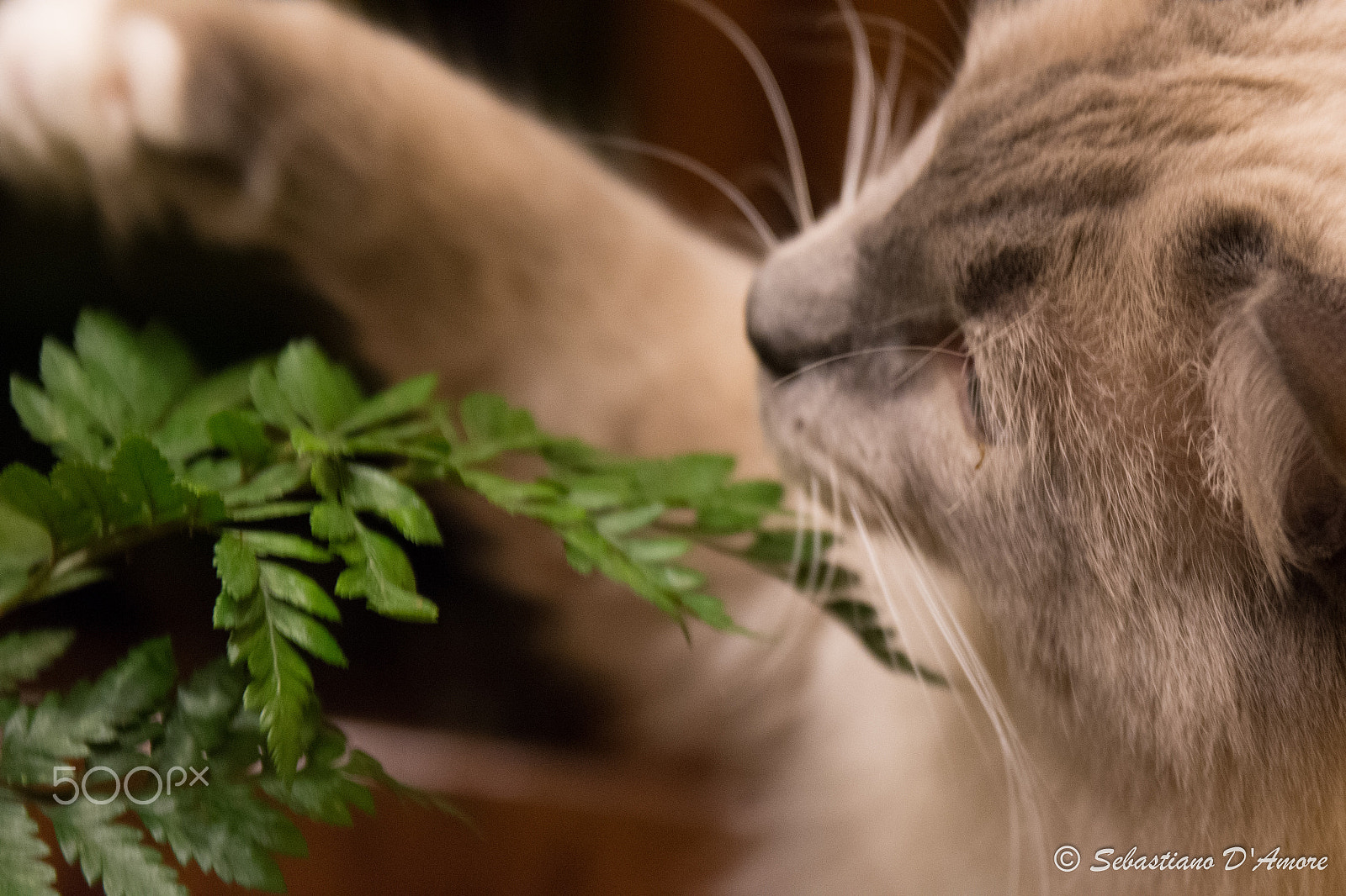 Sigma 17-70mm F2.8-4 DC Macro OS HSM | C sample photo. Born to play photography