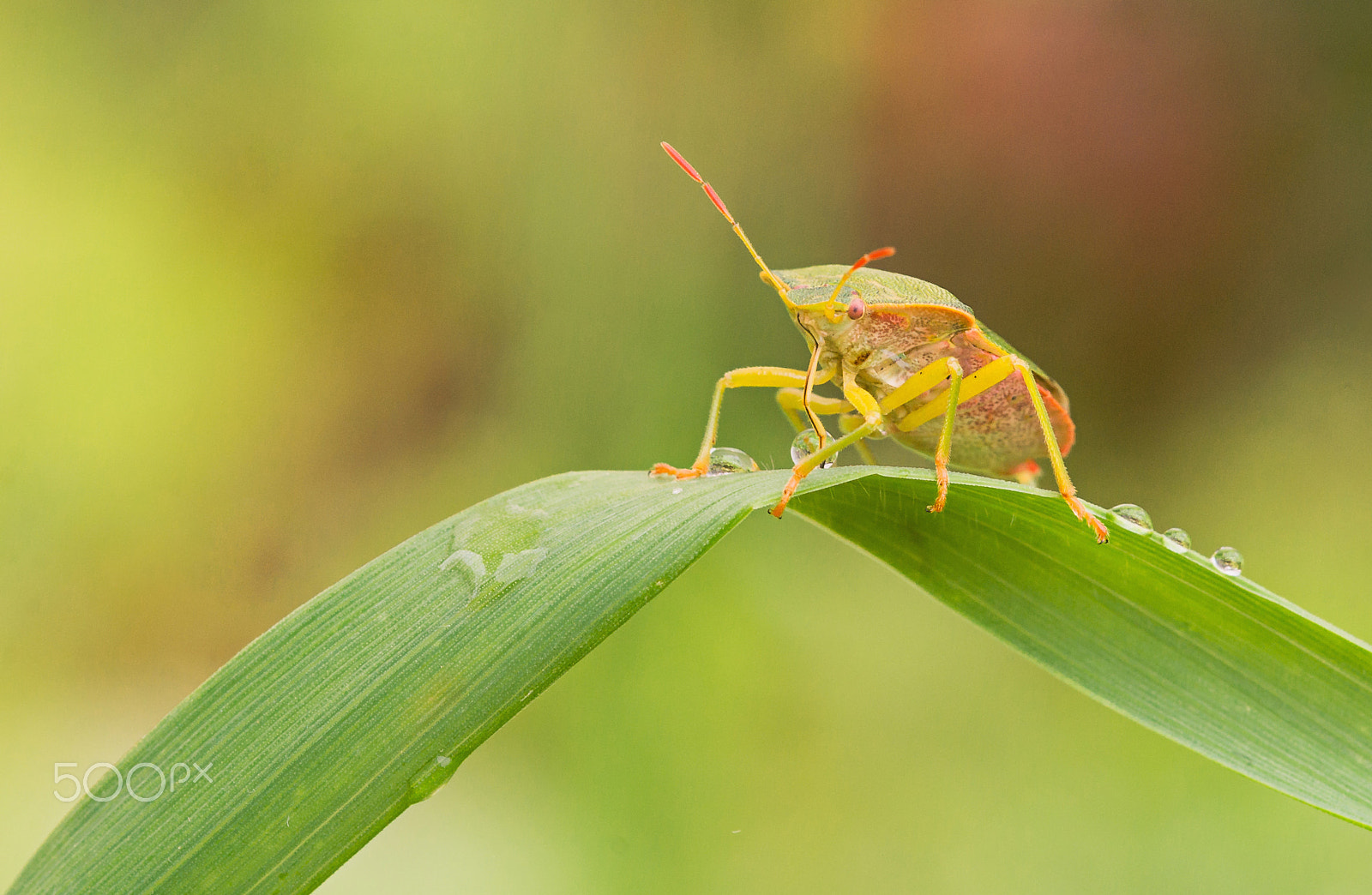 Sony Alpha DSLR-A550 + Sigma 30mm F1.4 EX DC HSM sample photo. True bug photography