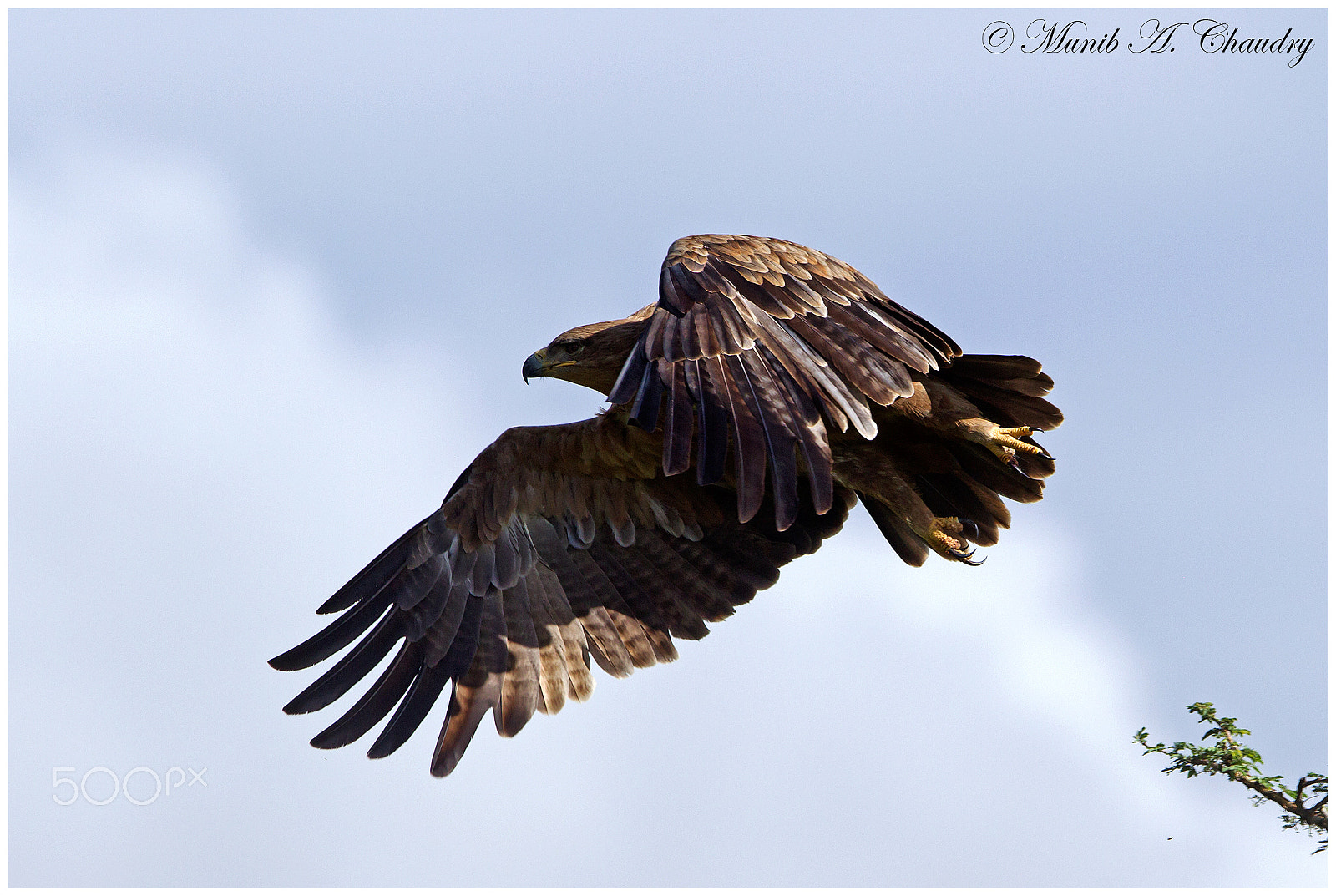 Canon EF 300mm F2.8L IS USM sample photo. On the wing! photography