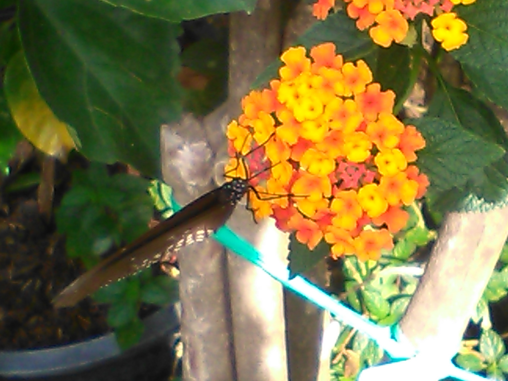HUAWEI Y560-L01 sample photo. Butterfly chiang mai photography