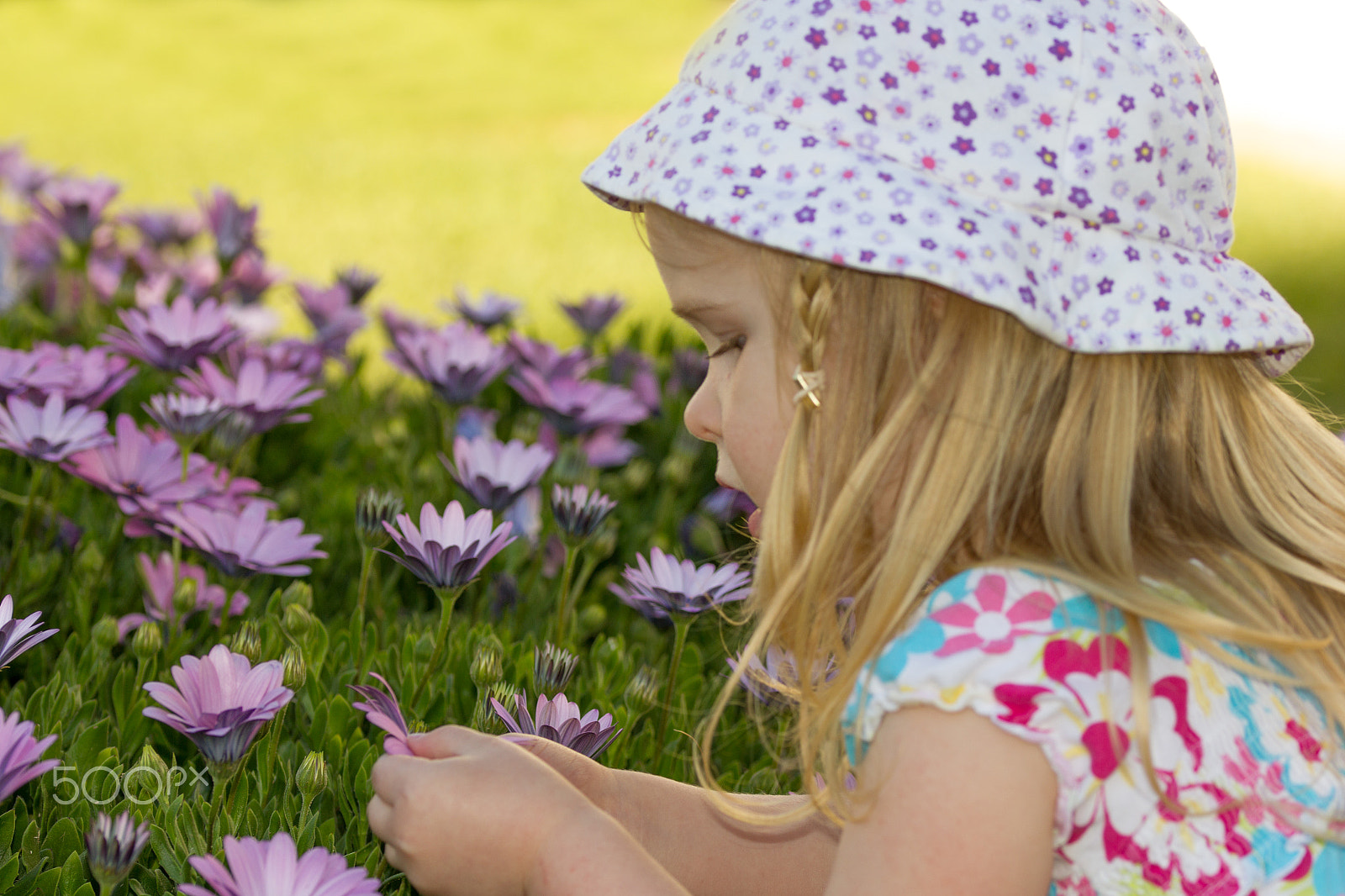 Sigma 105mm F2.8 EX DG OS HSM sample photo. Flower power photography
