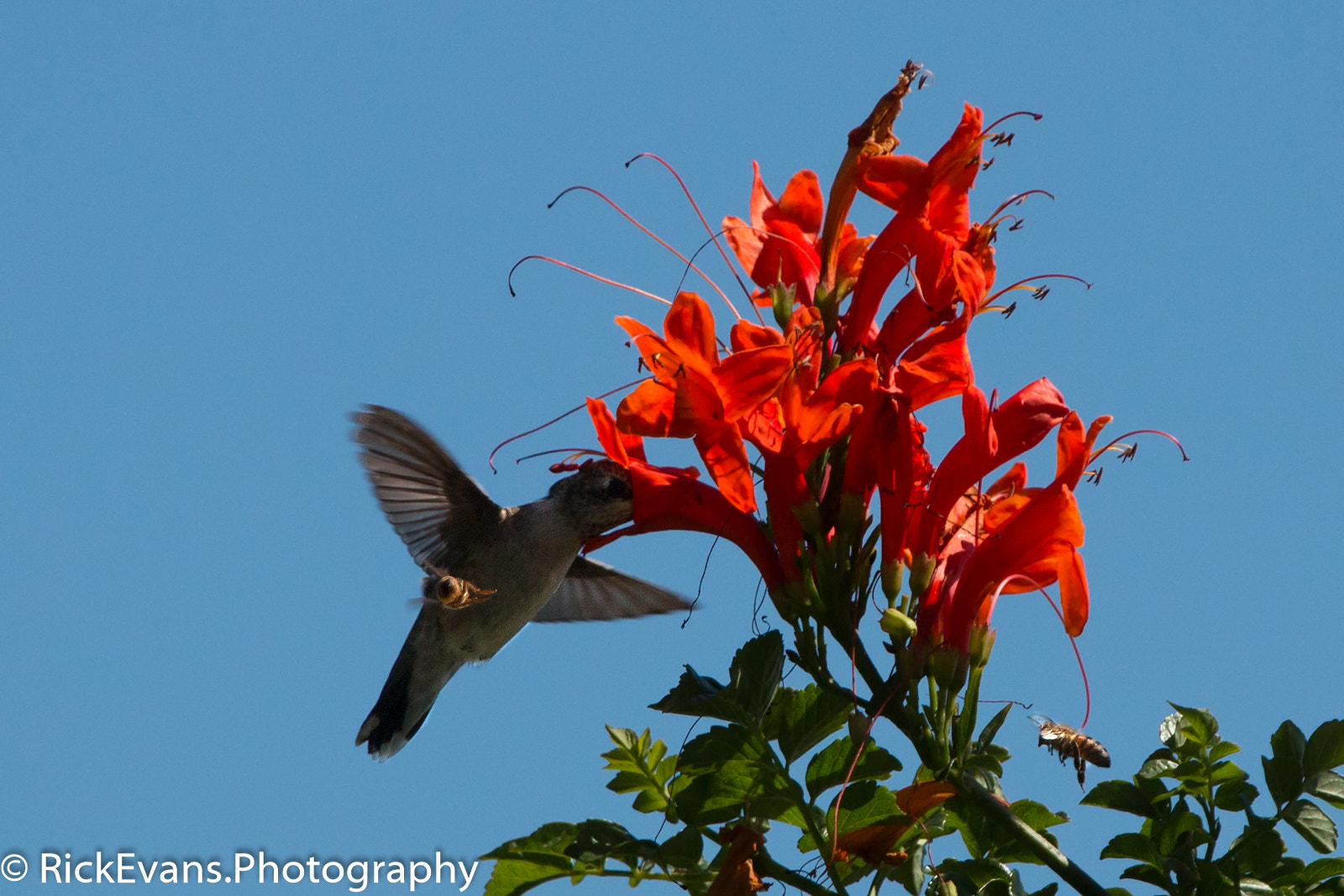 Canon EF 70-200mm F4L IS USM sample photo. Bees attacking a hummingbird photography