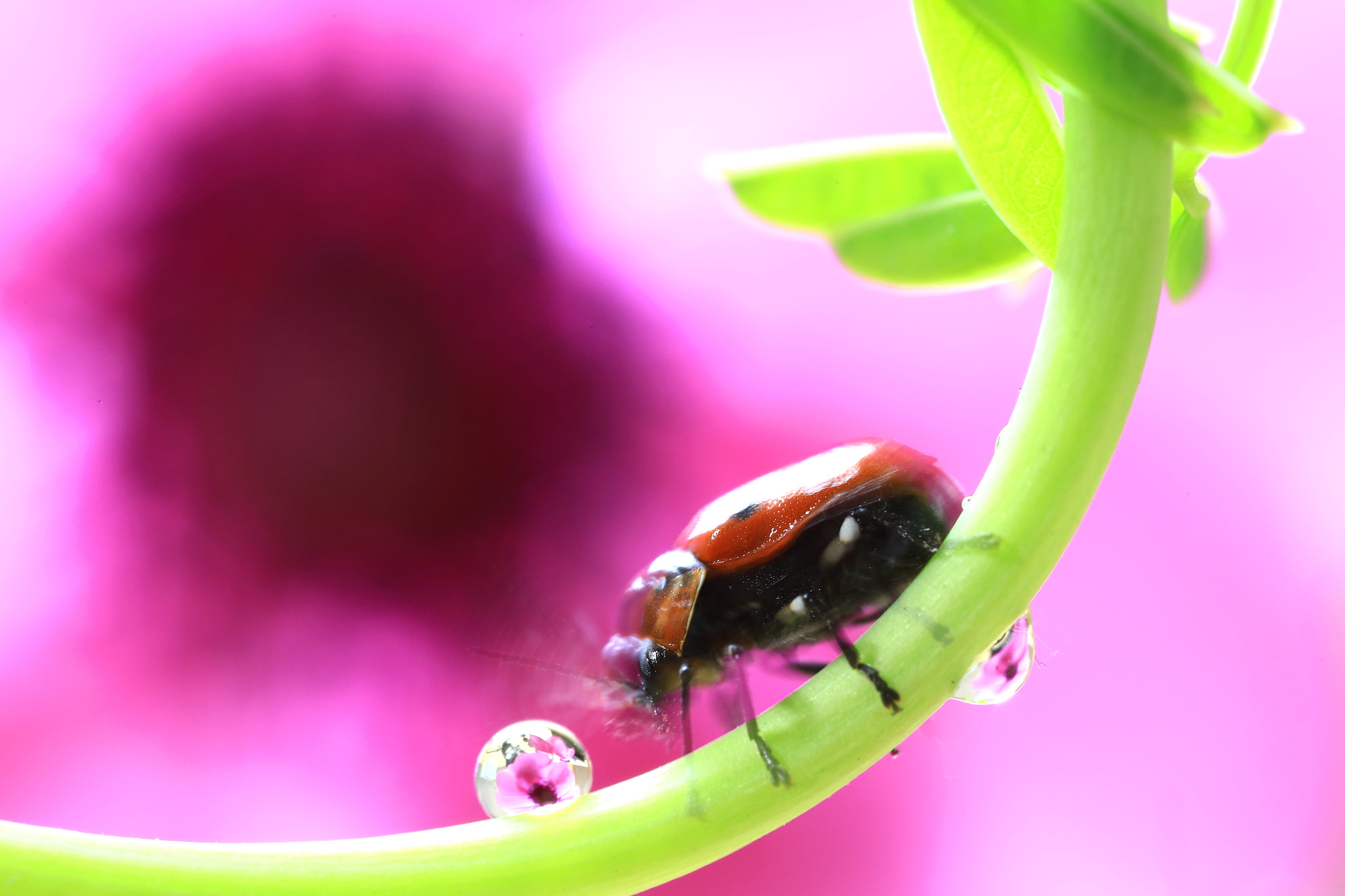 Canon MP-E 65mm F2.5 1-5x Macro Photo sample photo. Move photography