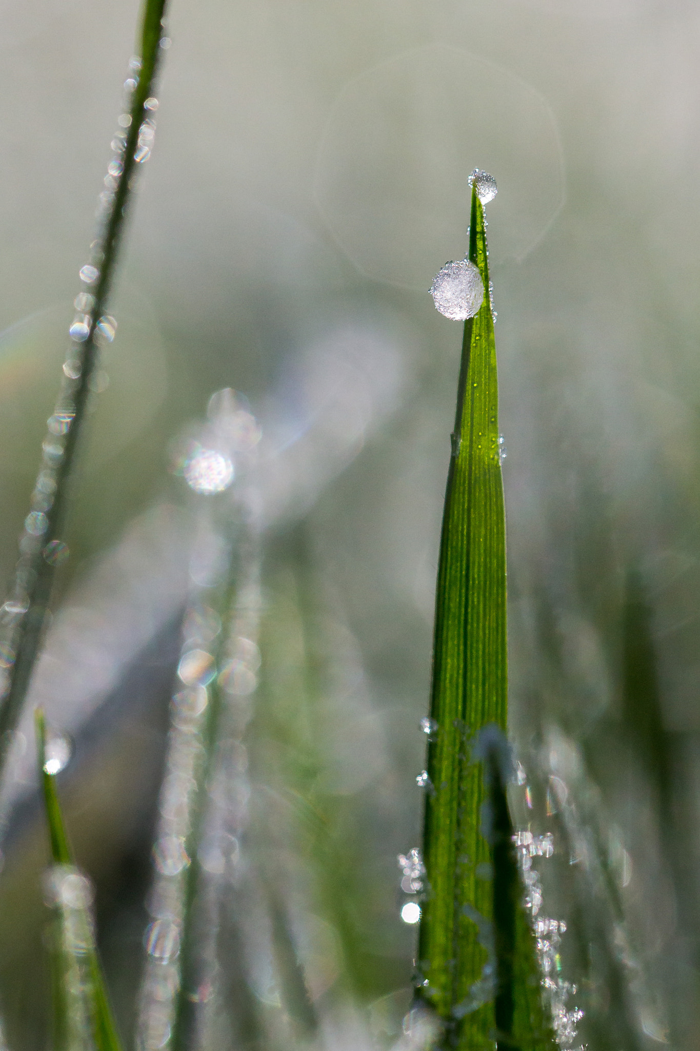 Tamron SP AF 60mm F2 Di II LD IF Macro sample photo. Perle de givre photography