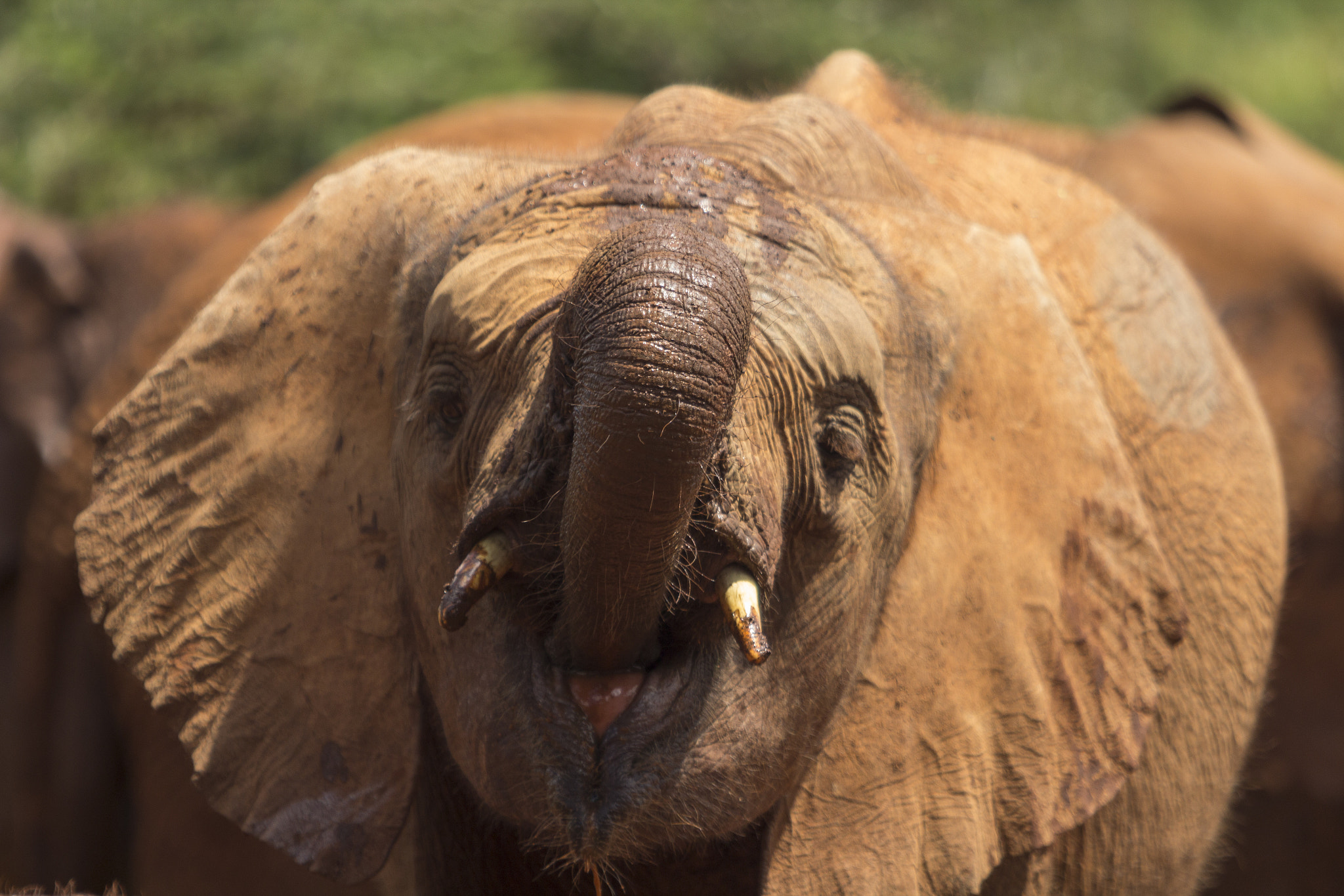 Canon EOS 60D + Canon EF 70-200mm F2.8L USM sample photo. Kenya elephant orphanage photography