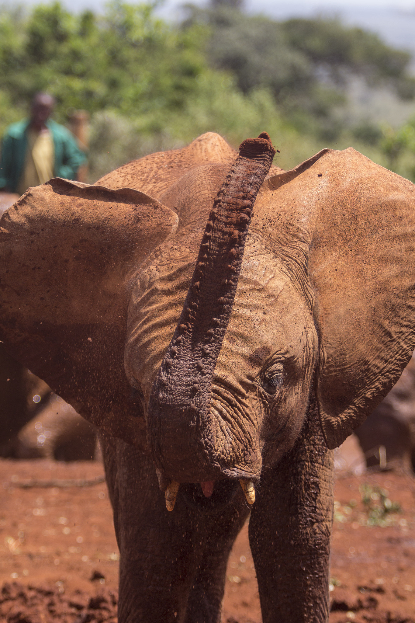 Canon EOS 60D + Canon EF 70-200mm F2.8L USM sample photo. Kenya elephant orphanage photography