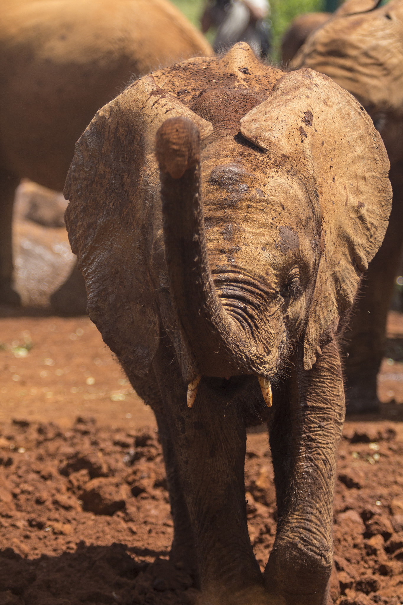 Canon EOS 60D + Canon EF 70-200mm F2.8L USM sample photo. Kenya elephant orphanage photography