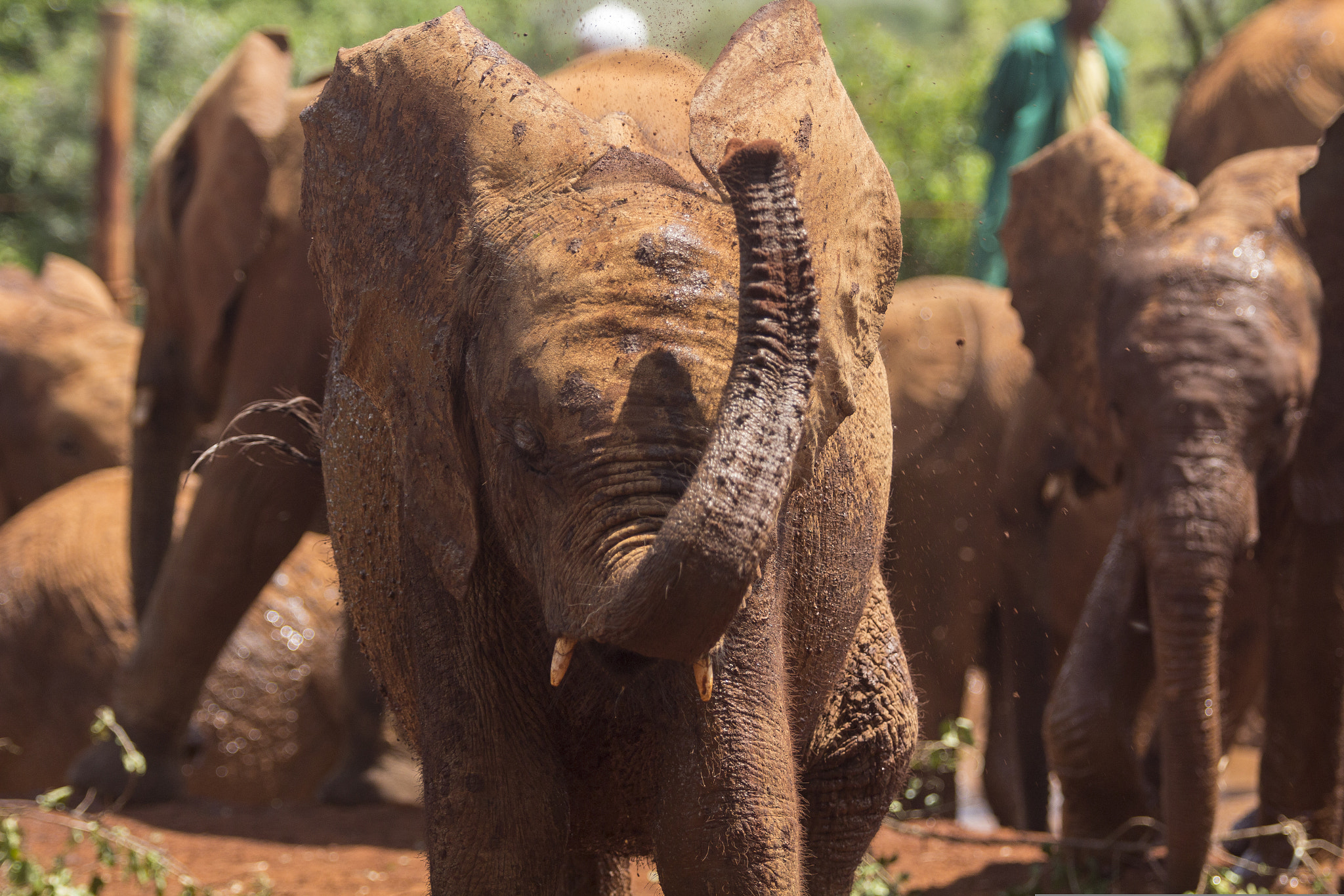 Canon EOS 60D + Canon EF 70-200mm F2.8L USM sample photo. Kenya elephant orphanage photography