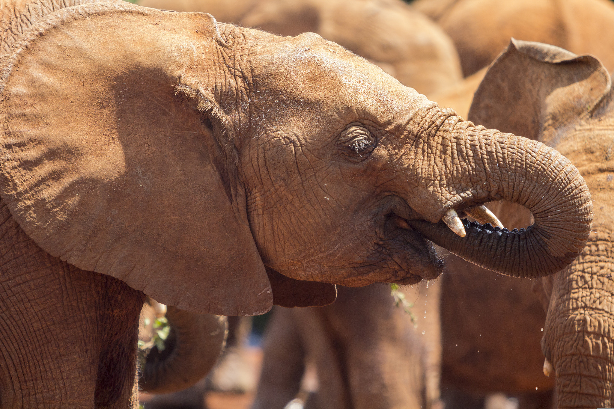 Canon EOS 60D + Canon EF 70-200mm F2.8L USM sample photo. Drinking at kenya elephant orphanage photography