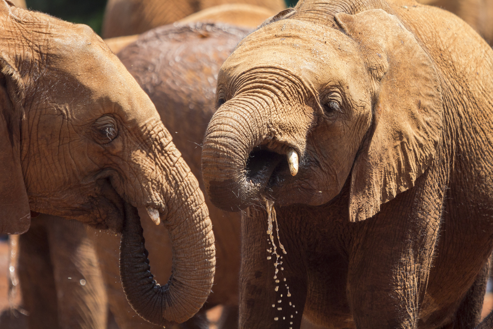 Canon EOS 60D + Canon EF 70-200mm F2.8L USM sample photo. Drinking at kenya elephant orphanage photography