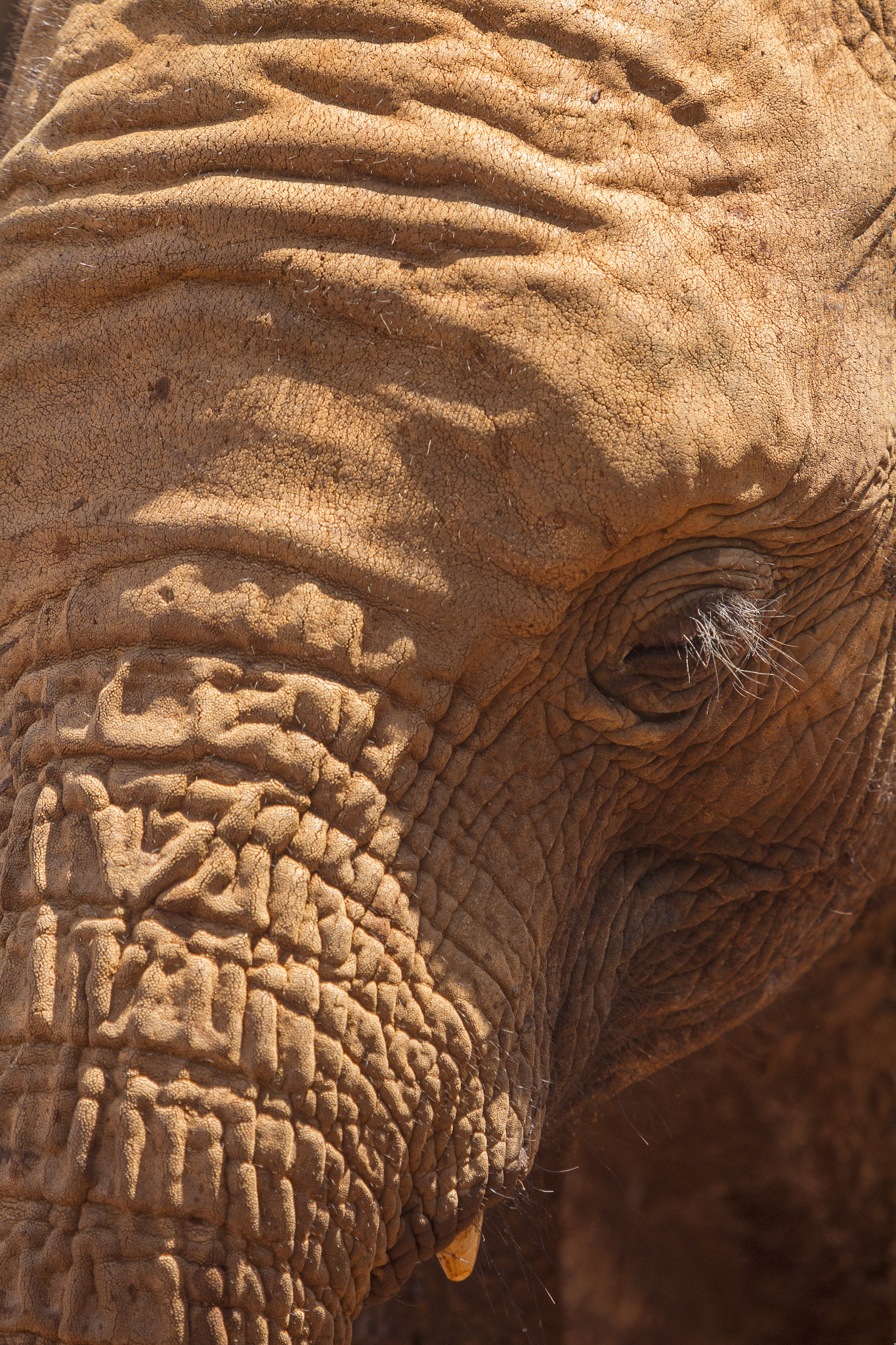 Canon EOS 60D + Canon EF 70-200mm F2.8L USM sample photo. Kenya elephant orphanage photography