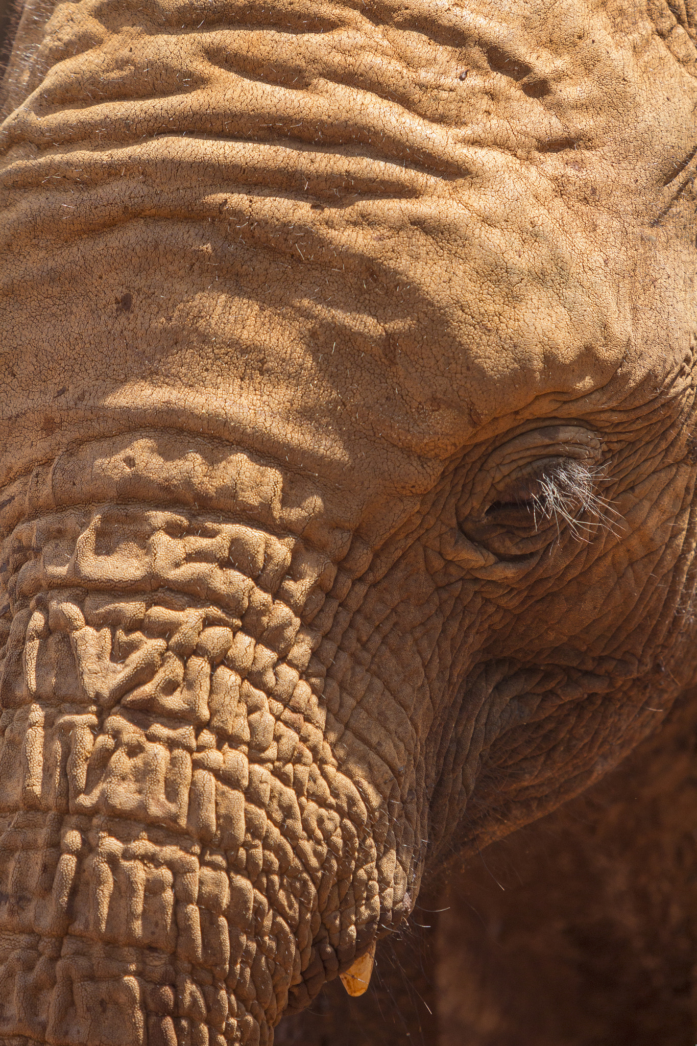 Canon EF 70-200mm F2.8L USM sample photo. Kenya elephant orphanage photography