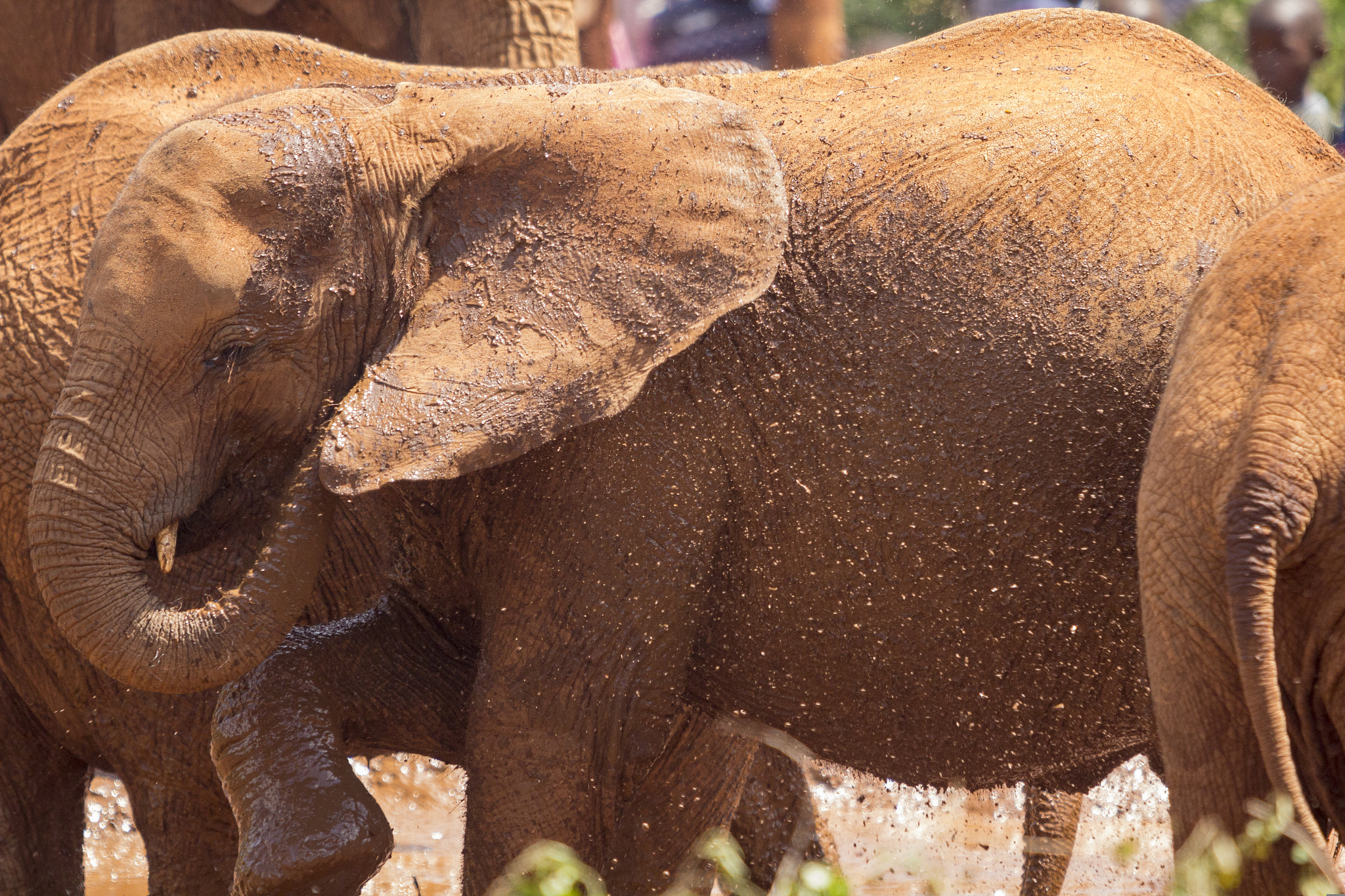 Canon EOS 60D + Canon EF 70-200mm F2.8L USM sample photo. Playing at kenya elephant orphanage photography