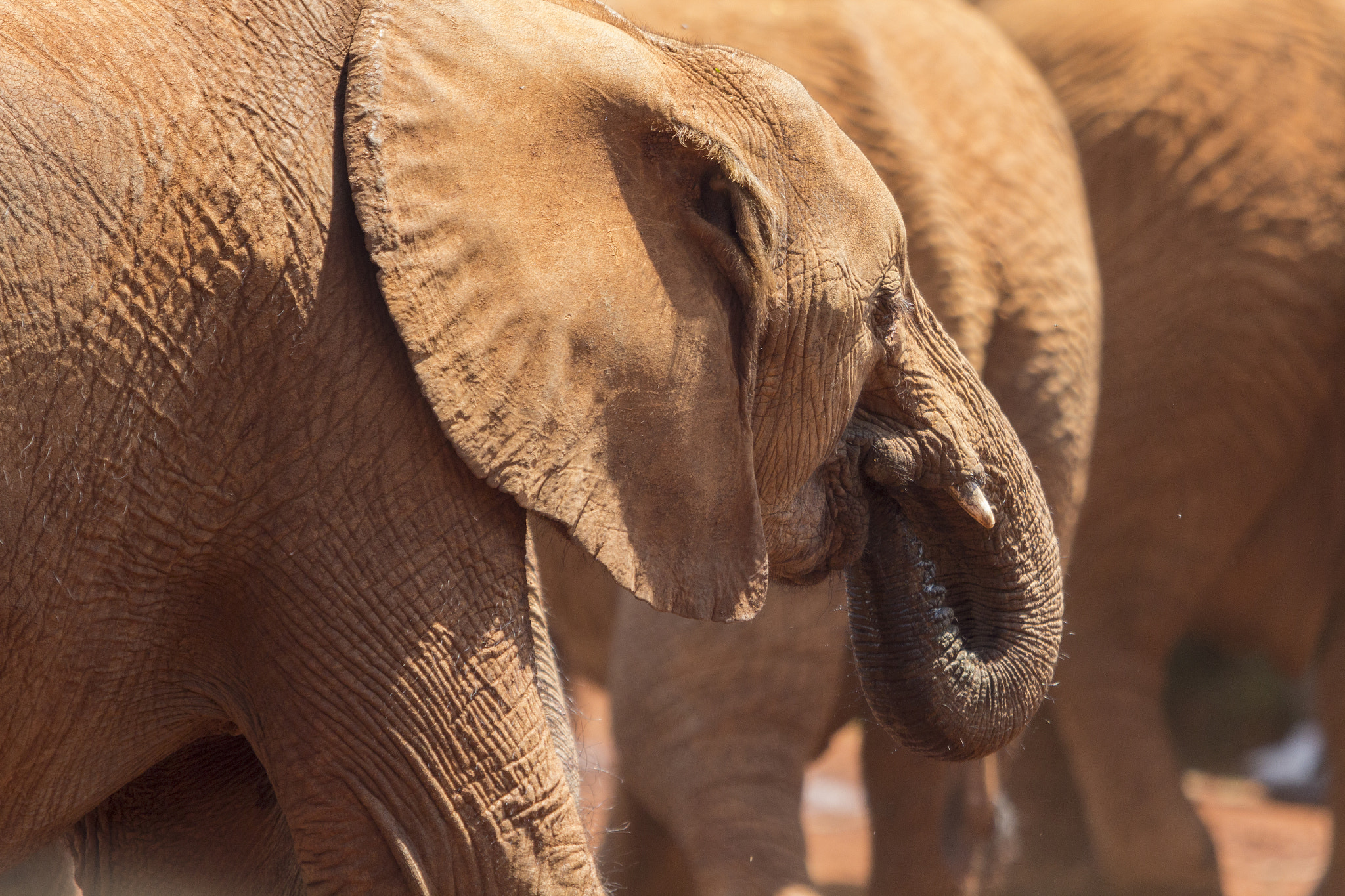 Canon EOS 60D + Canon EF 70-200mm F2.8L USM sample photo. Drinking at kenya elephant orphanage photography