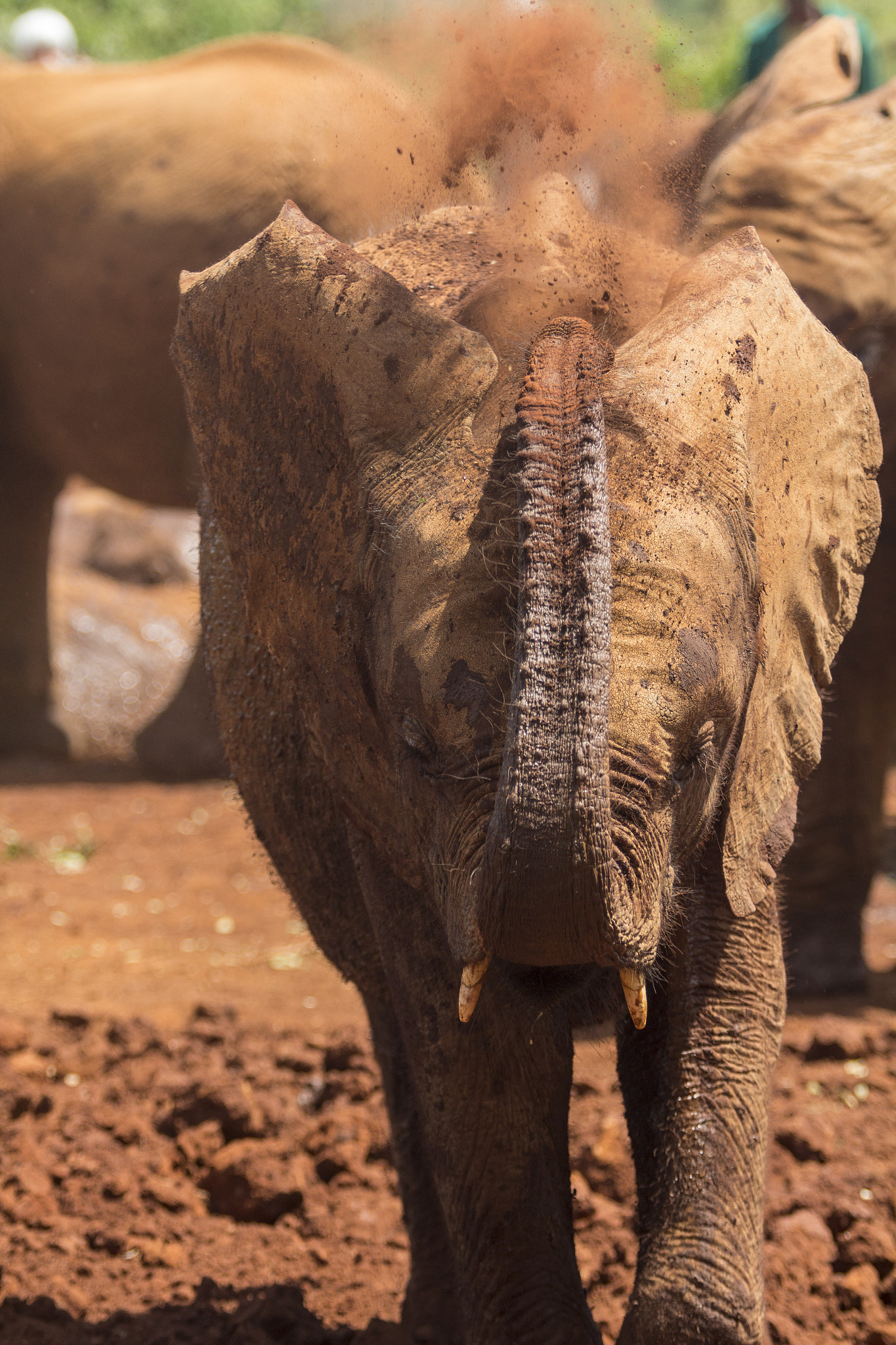 Canon EOS 60D + Canon EF 70-200mm F2.8L USM sample photo. Kenya elephant orphanage photography