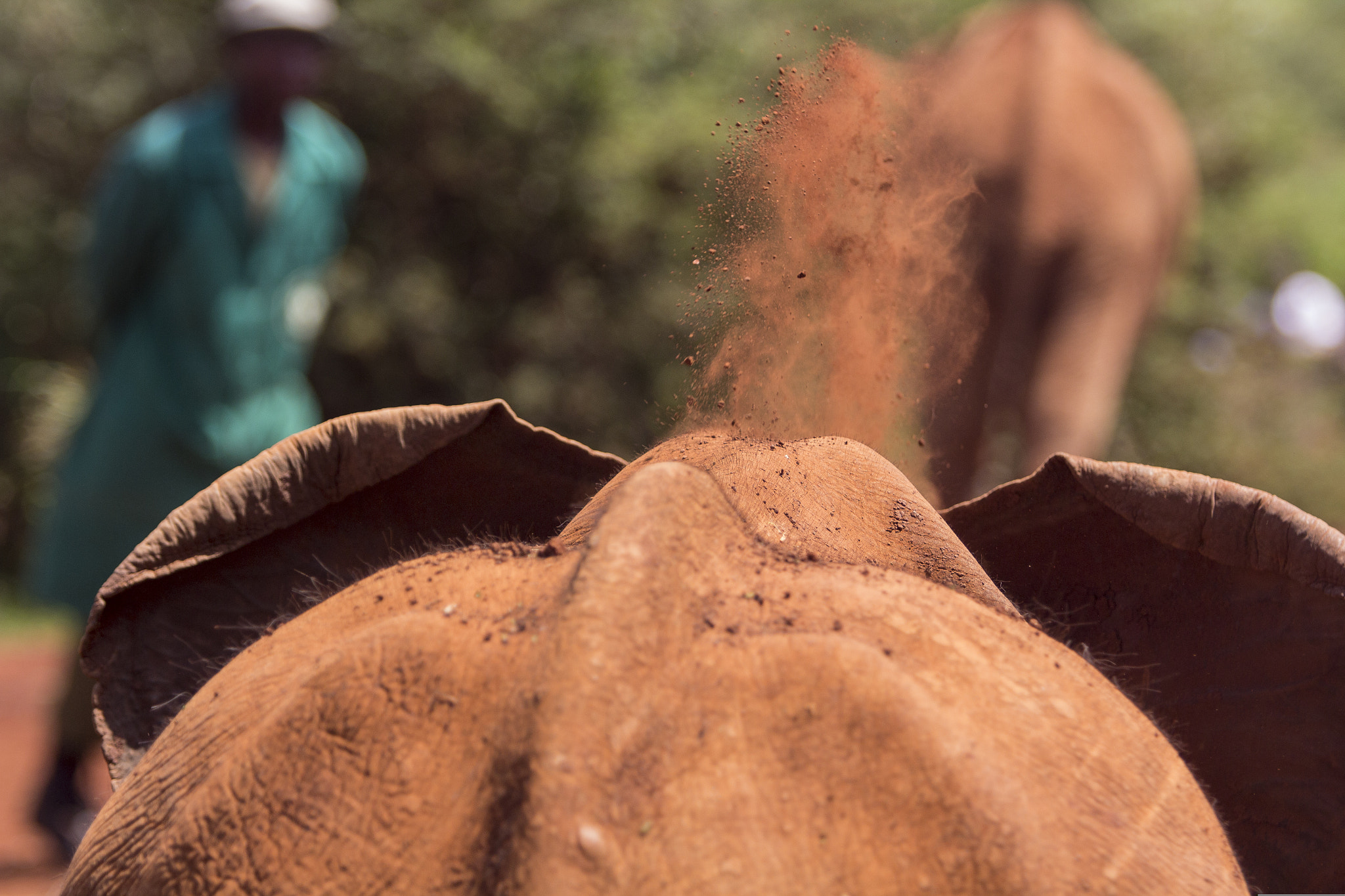 Canon EOS 60D + Canon EF 70-200mm F2.8L USM sample photo. Elephant's back at kenya elephant orphanage photography