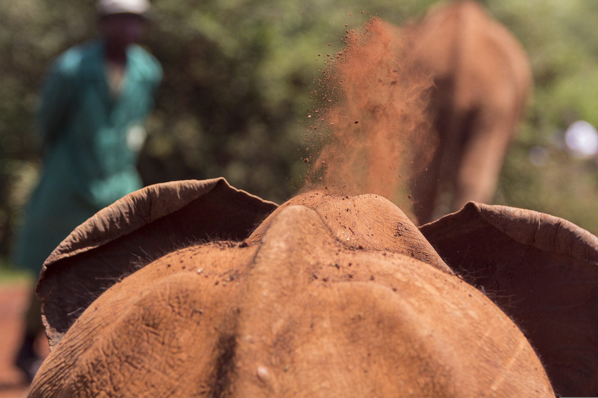 Canon EF 70-200mm F2.8L USM sample photo. Elephant's back at kenya elephant orphanage photography