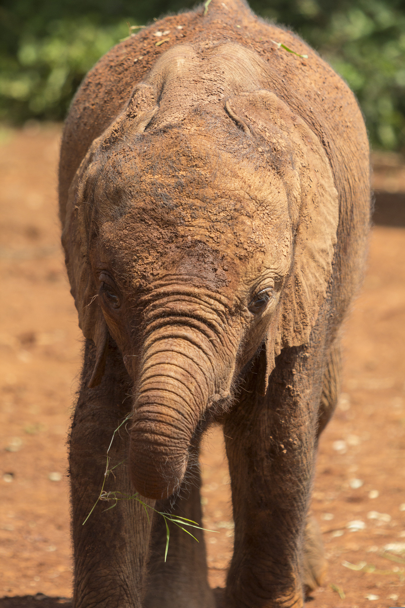 Canon EOS 60D + Canon EF 70-200mm F2.8L USM sample photo. Kenya elephant orphanage photography