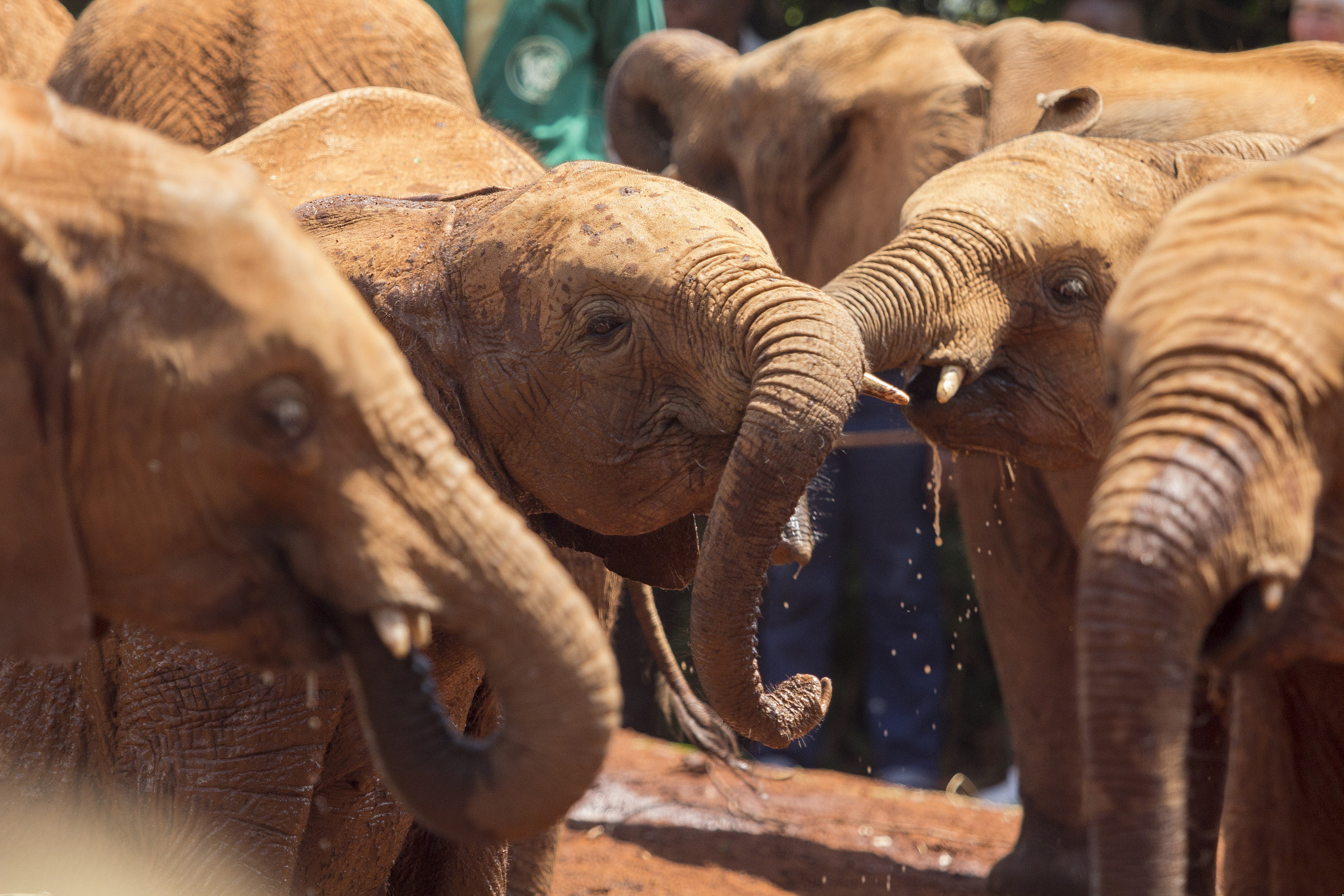 Canon EOS 60D + Canon EF 70-200mm F2.8L USM sample photo. Drinking at kenya elephant orphanage photography