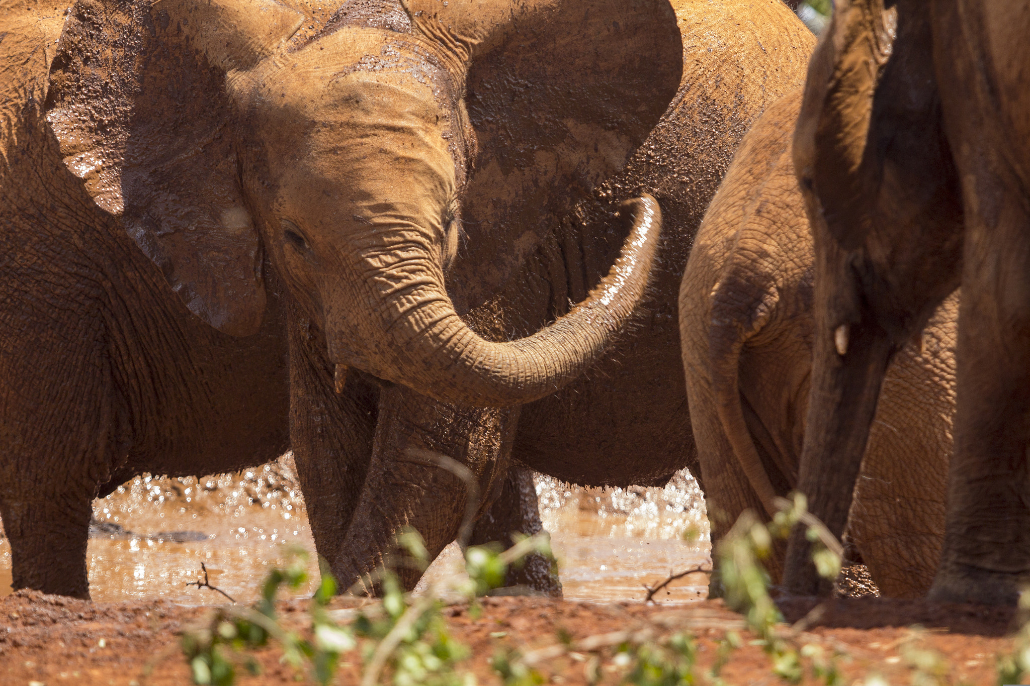 Canon EF 70-200mm F2.8L USM sample photo. Playing at kenya elephant orphanage photography