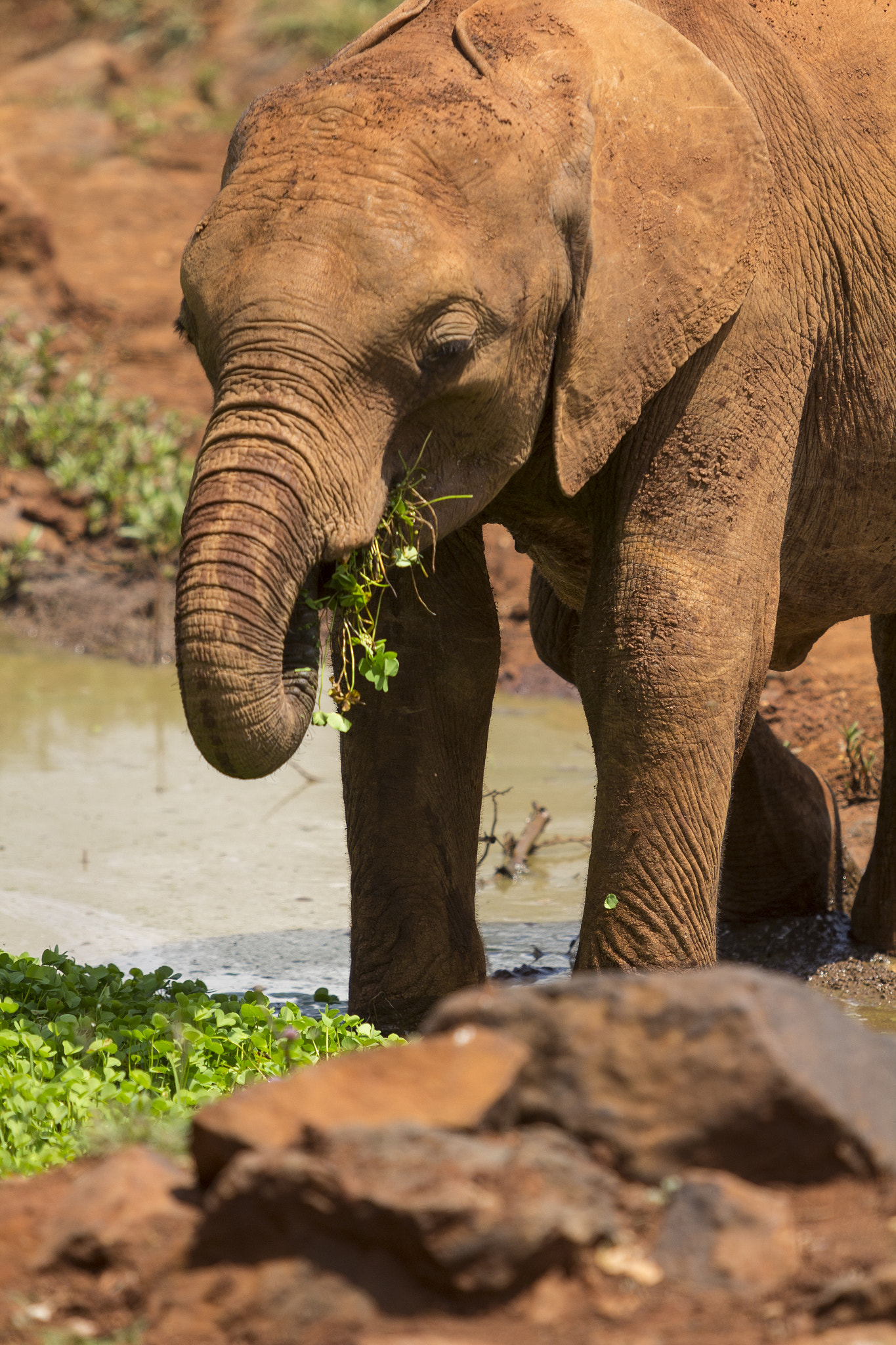 Canon EF 70-200mm F2.8L USM sample photo. Eating at kenya elephant orphanage photography