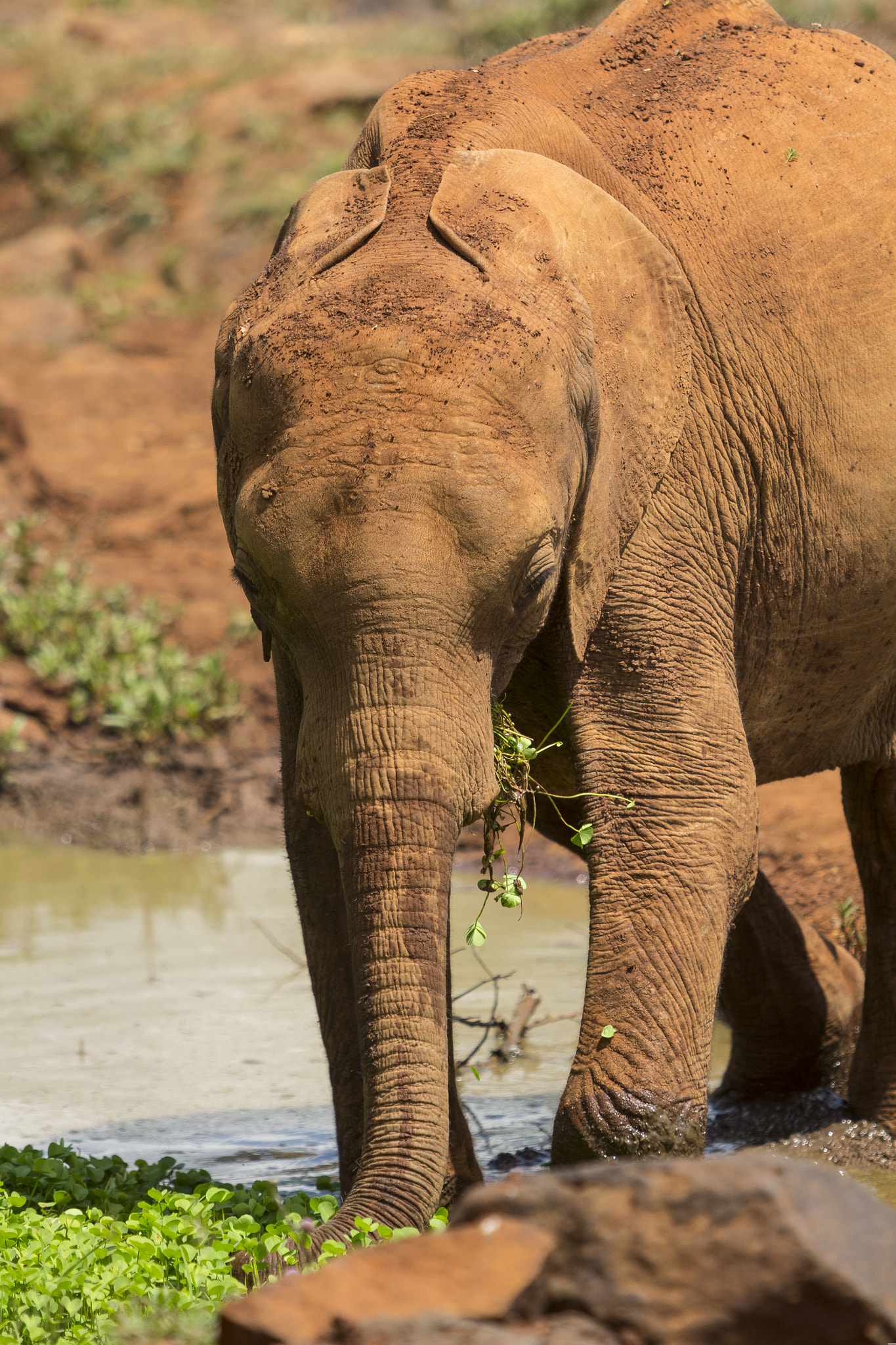 Canon EOS 60D + Canon EF 70-200mm F2.8L USM sample photo. Kenya elephant orphanage photography