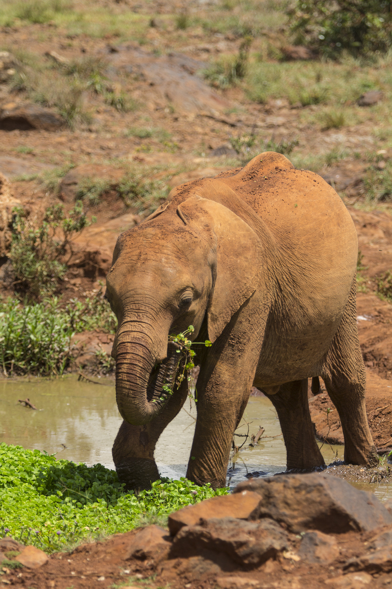 Canon EF 70-200mm F2.8L USM sample photo. Eating at kenya elephant orphanage photography