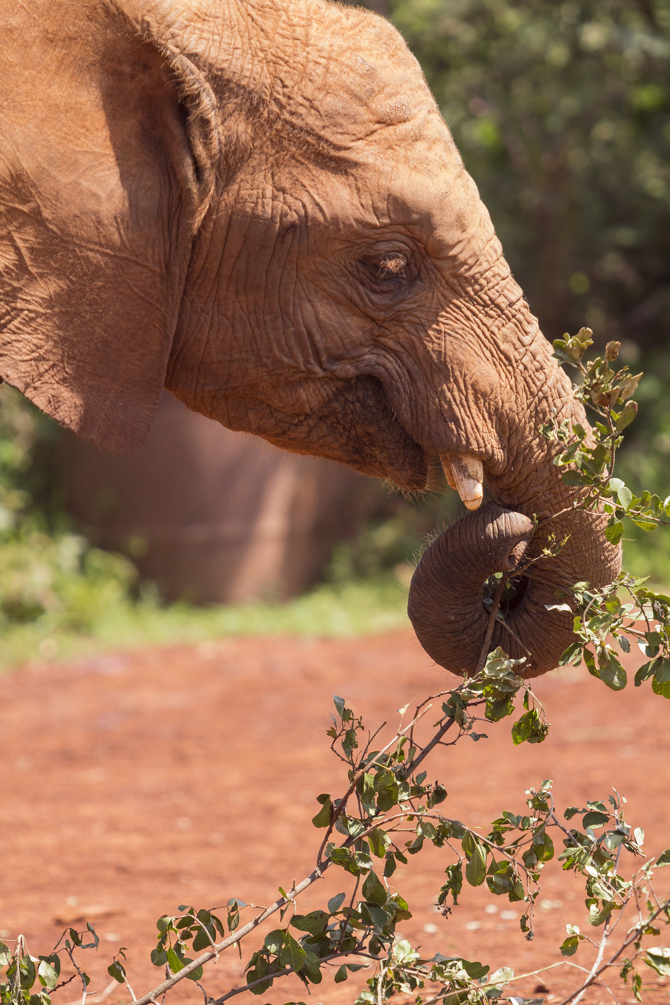 Canon EF 70-200mm F2.8L USM sample photo. Eating at kenya elephant orphanage photography