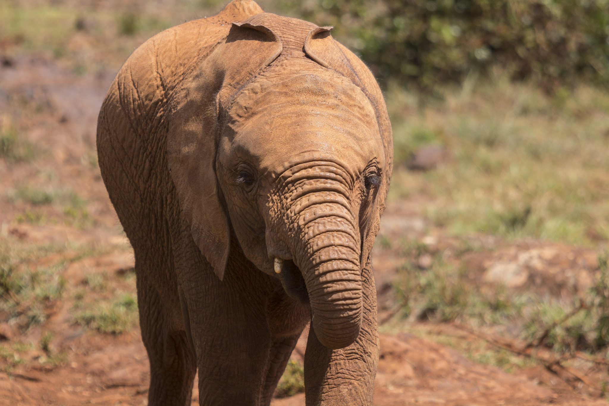 Canon EOS 60D + Canon EF 70-200mm F2.8L USM sample photo. Kenya elephant orphanage photography