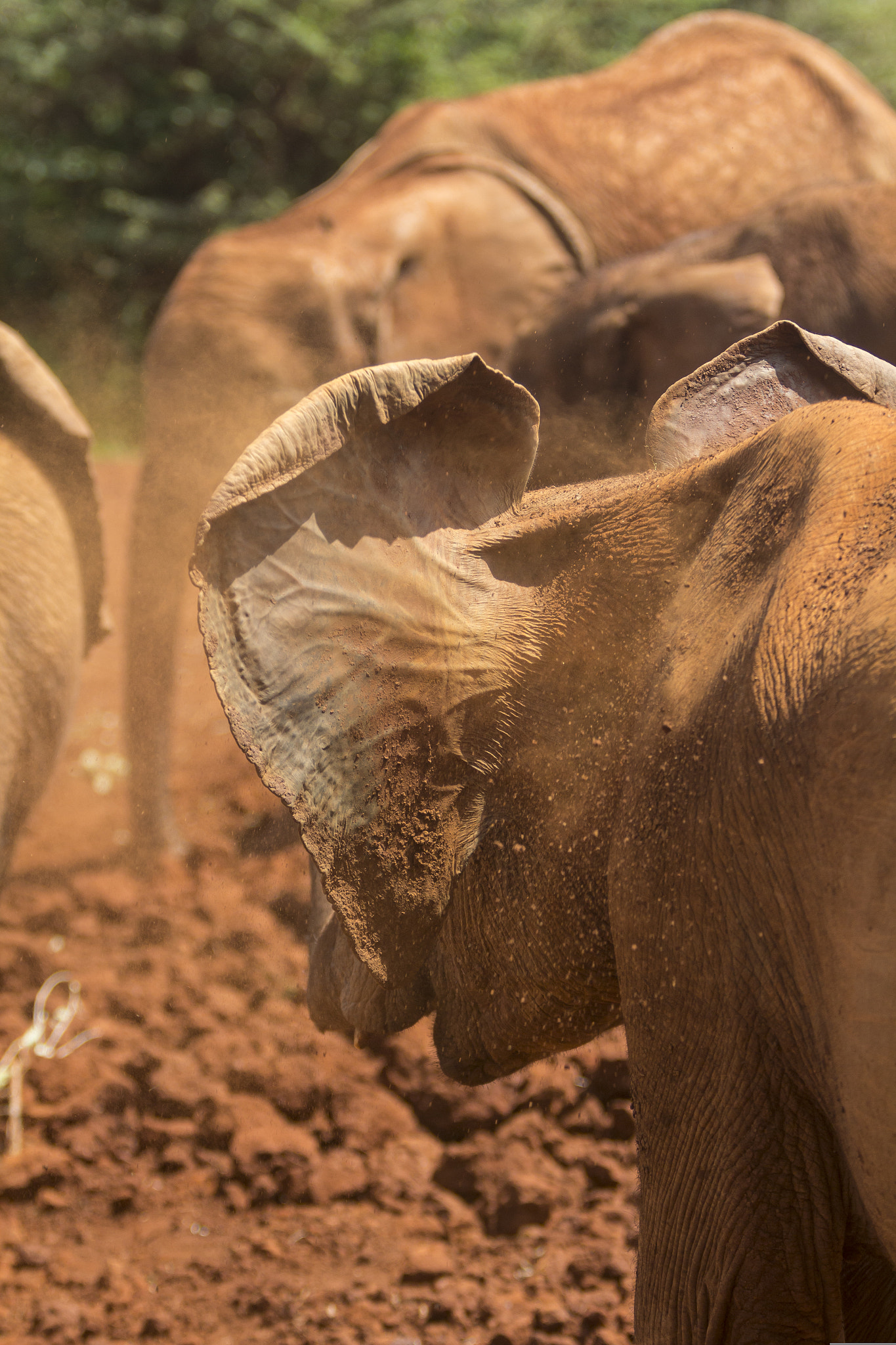 Canon EF 70-200mm F2.8L USM sample photo. Ears of an elephant, kenya elephant orphanage photography