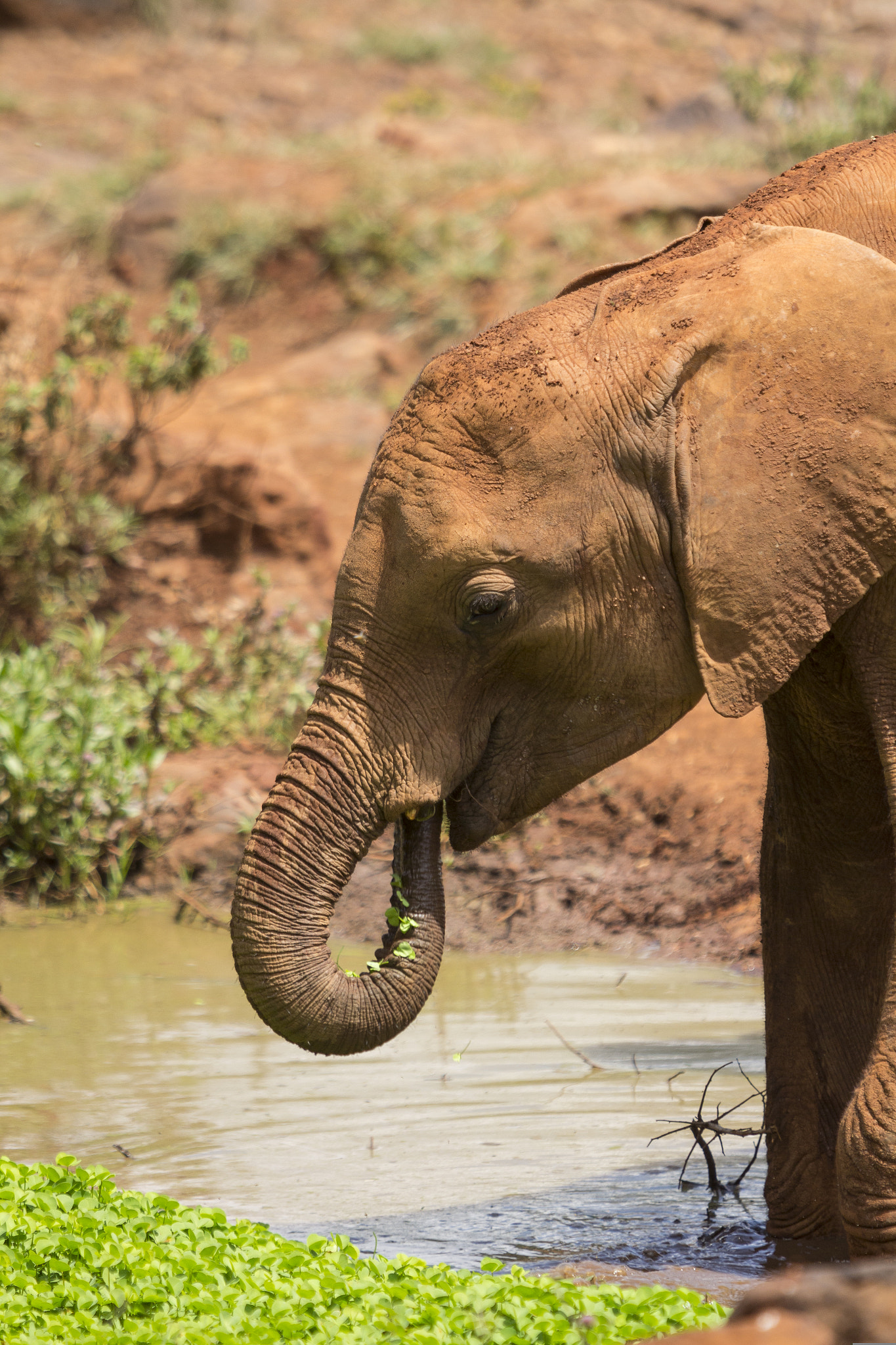 Canon EF 70-200mm F2.8L USM sample photo. Eating at kenya elephant orphanage photography