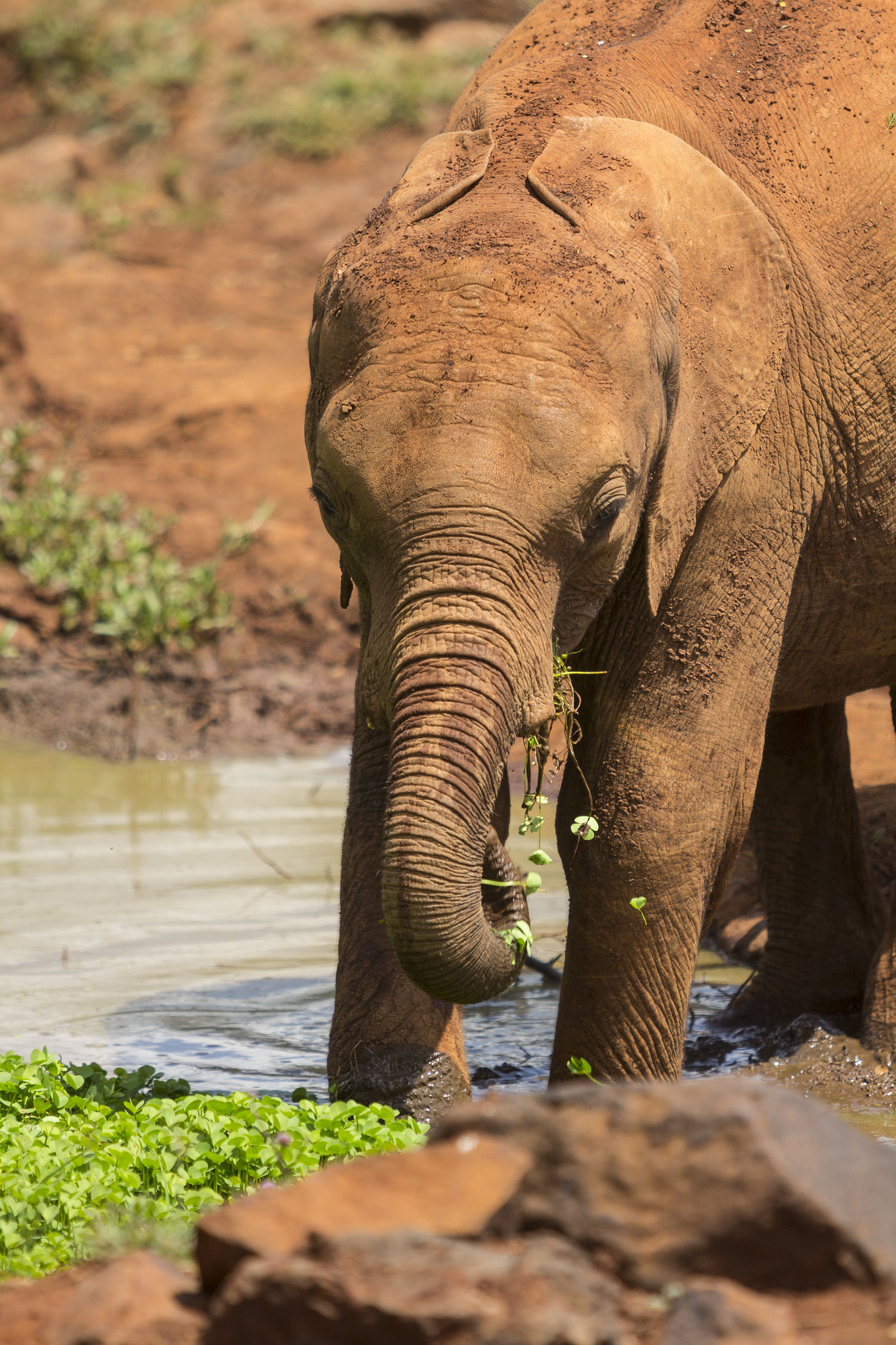 Canon EF 70-200mm F2.8L USM sample photo. Eating at kenya elephant orphanage photography
