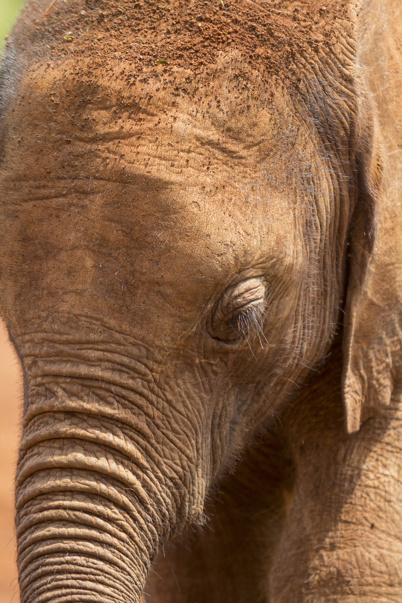 Canon EF 70-200mm F2.8L USM sample photo. Baby elephant at kenya elephant orphanage photography