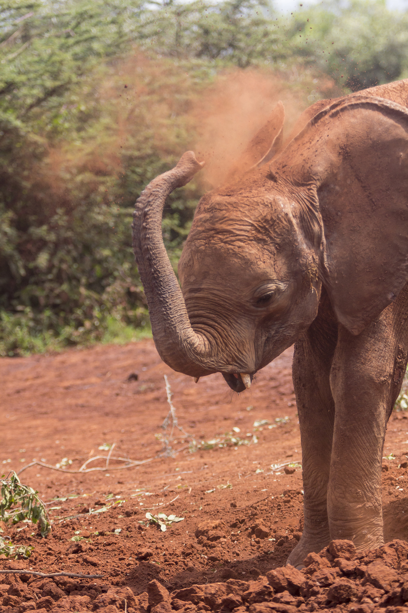 Canon EOS 60D + Canon EF 70-200mm F2.8L USM sample photo. Kenya elephant orphanage photography