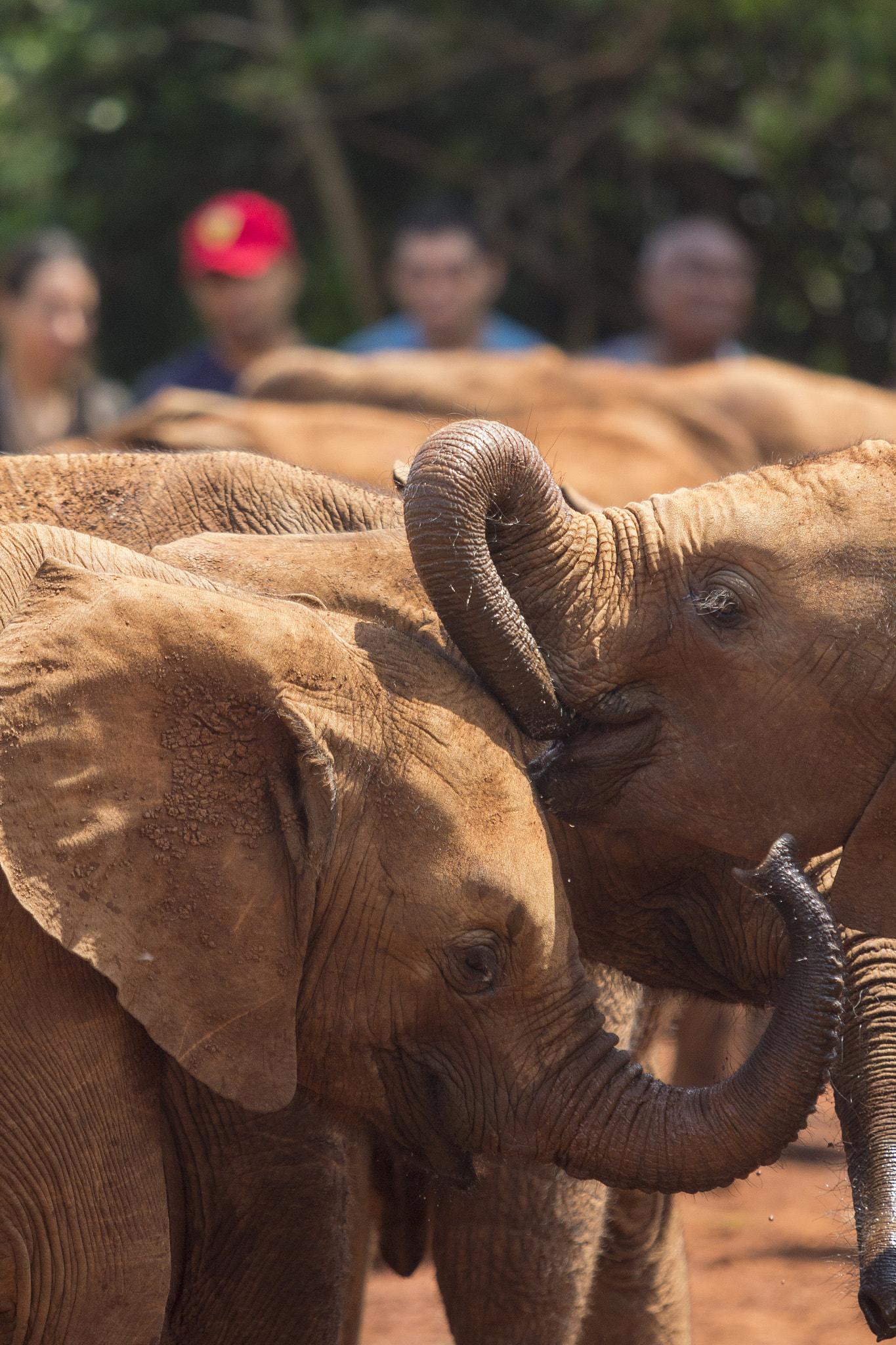 Canon EOS 60D + Canon EF 70-200mm F2.8L USM sample photo. Playing at kenya elephant orphanage photography