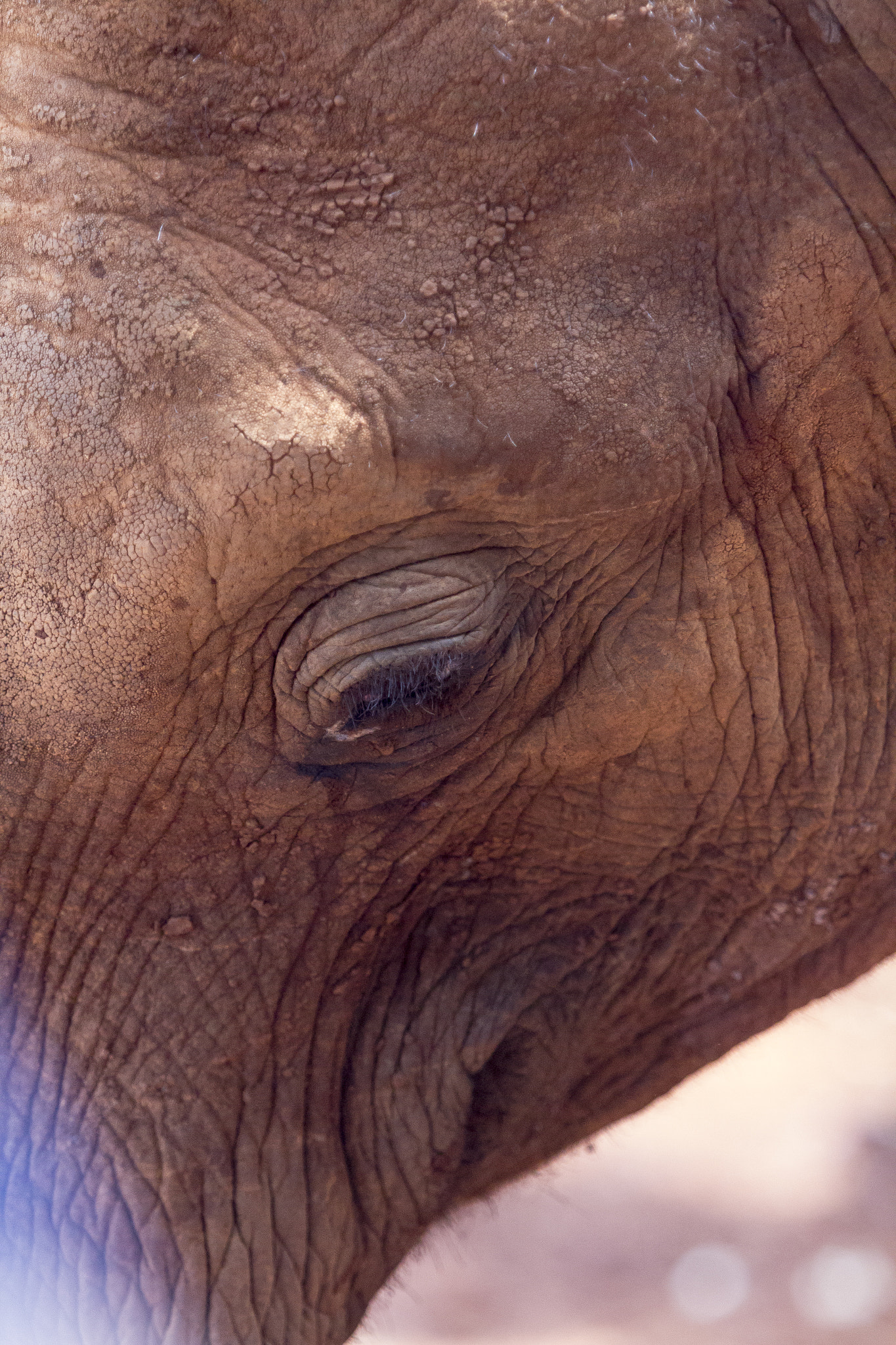 Canon EF 70-200mm F2.8L USM sample photo. Elephants eyes, kenya elephant orphanage photography