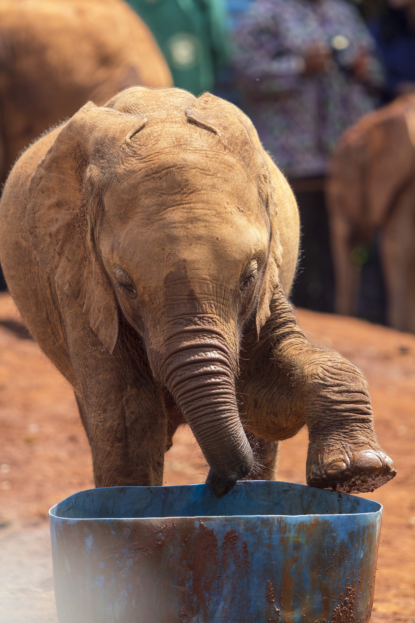 Canon EOS 60D + Canon EF 70-200mm F2.8L USM sample photo. Playing at kenya elephant orphanage photography