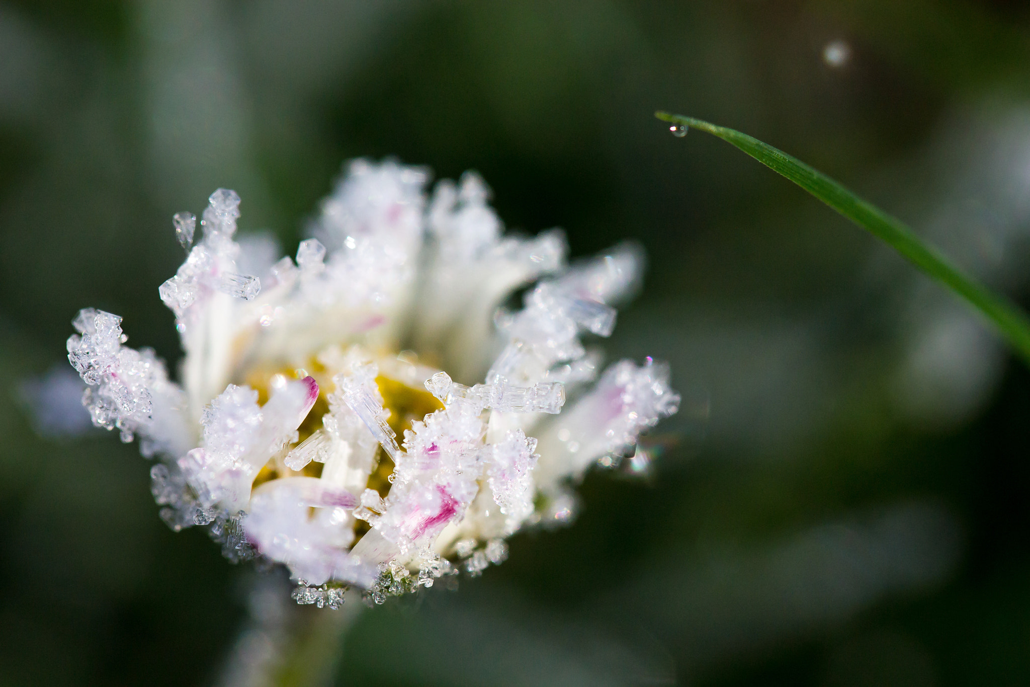 Tamron SP AF 60mm F2 Di II LD IF Macro sample photo. Paquerette d'hiver photography