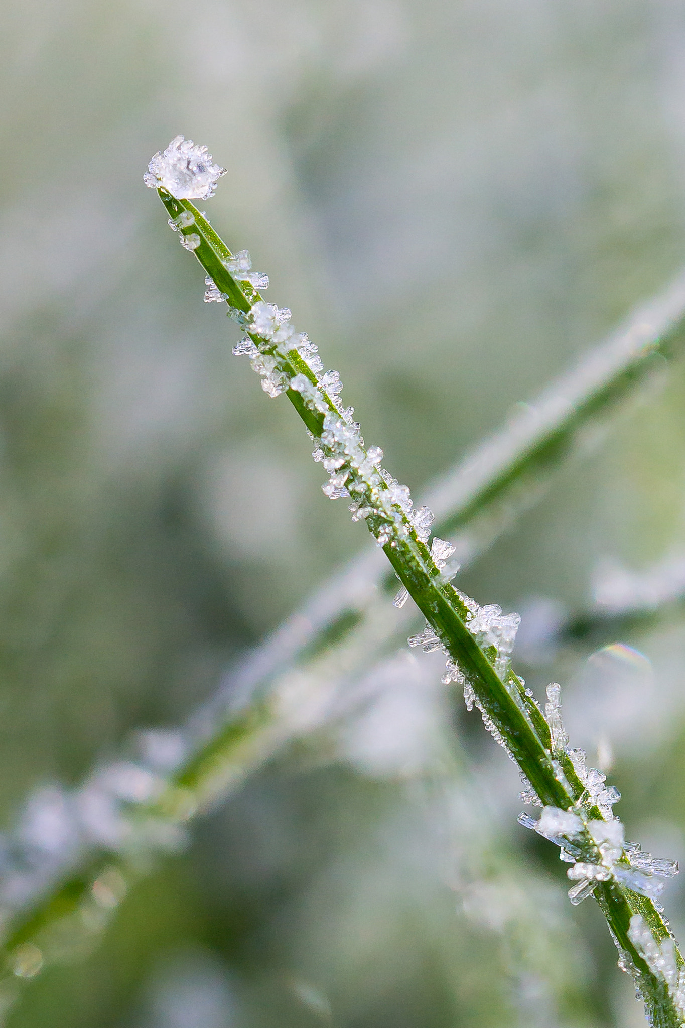 Tamron SP AF 60mm F2 Di II LD IF Macro sample photo. Cristaux de givre photography