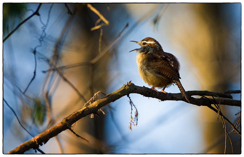 Canon EF 300mm F2.8L IS USM sample photo. Bird song photography