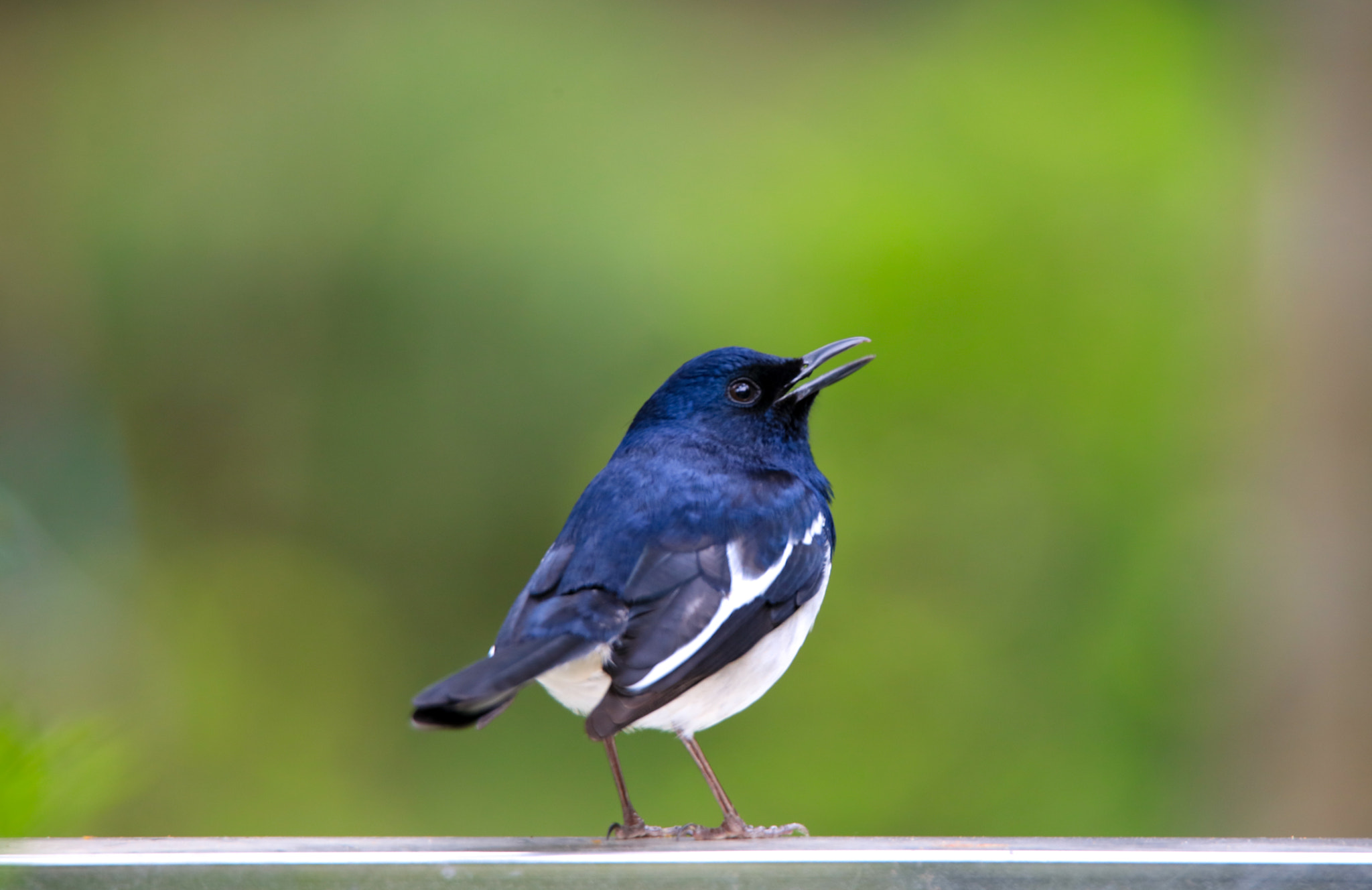 Canon EOS 5DS + Tamron SP 150-600mm F5-6.3 Di VC USD sample photo. Oriental magpie-robin photography